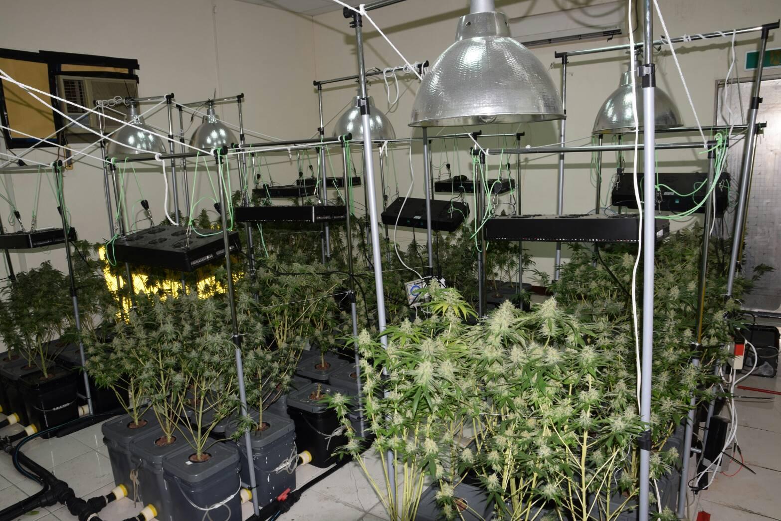 該大麻溫室以水耕法配合LED燈24小時溫（濕）控方式栽培，相當先進。（警方提供）