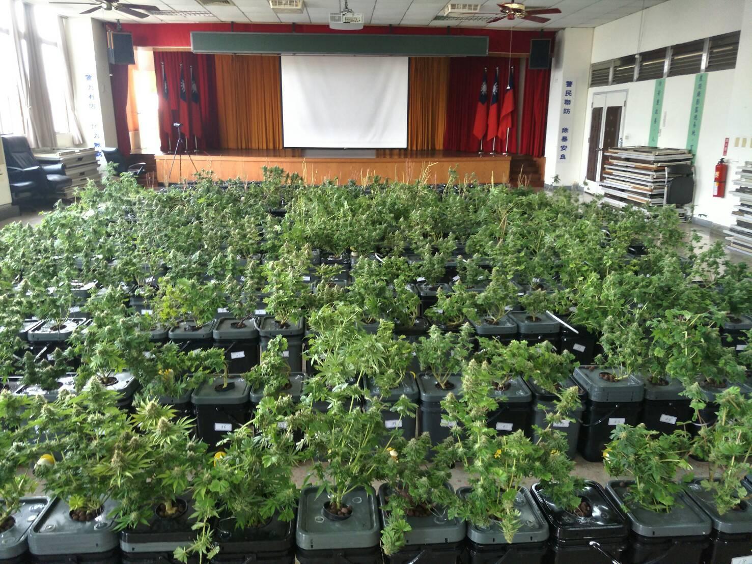 警方查扣331株大麻，因產量是盆栽大麻的3、4倍，足以供萬人吸食。（警方提供）