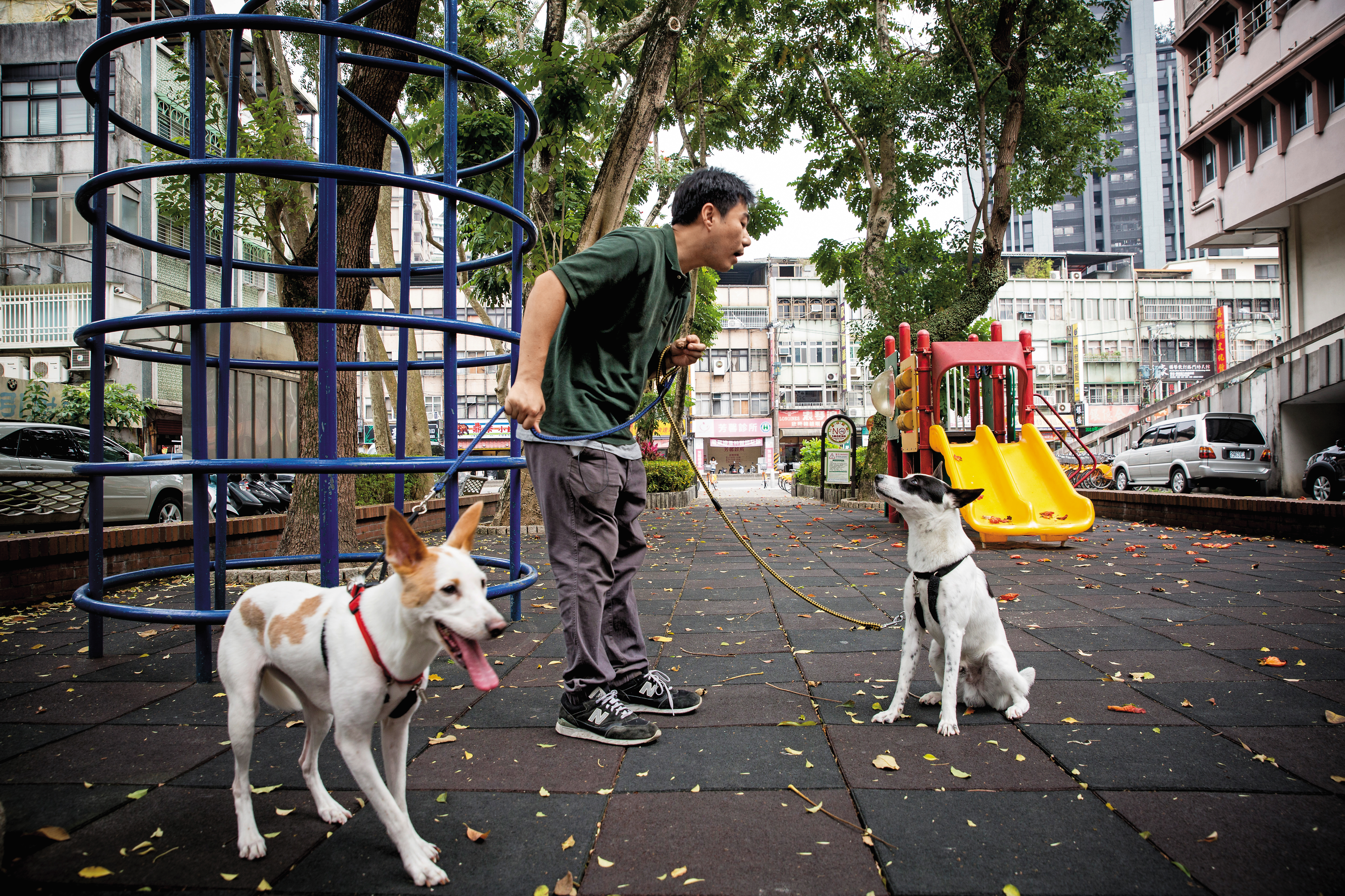 2歲的熊咩（左）和1歲的Luka（右）是林煒盛家中最不受控的2隻狗。