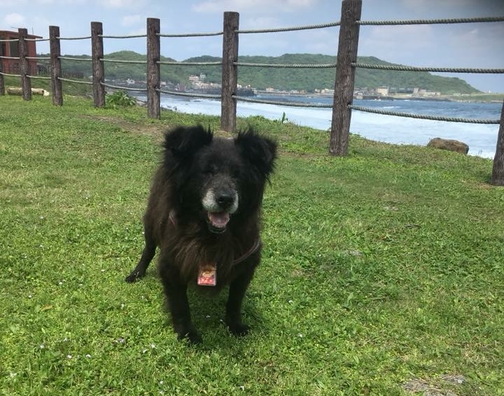 貝拉去世前1個月，林煒盛帶牠去看海。（林煒盛提供）