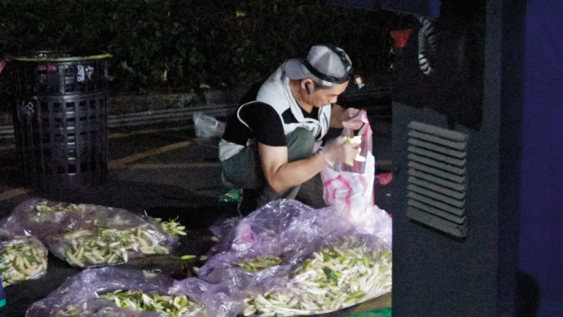 冰鎮玉蘭花凌晨抵達台北分貨,大量的花堆成一座小山。
