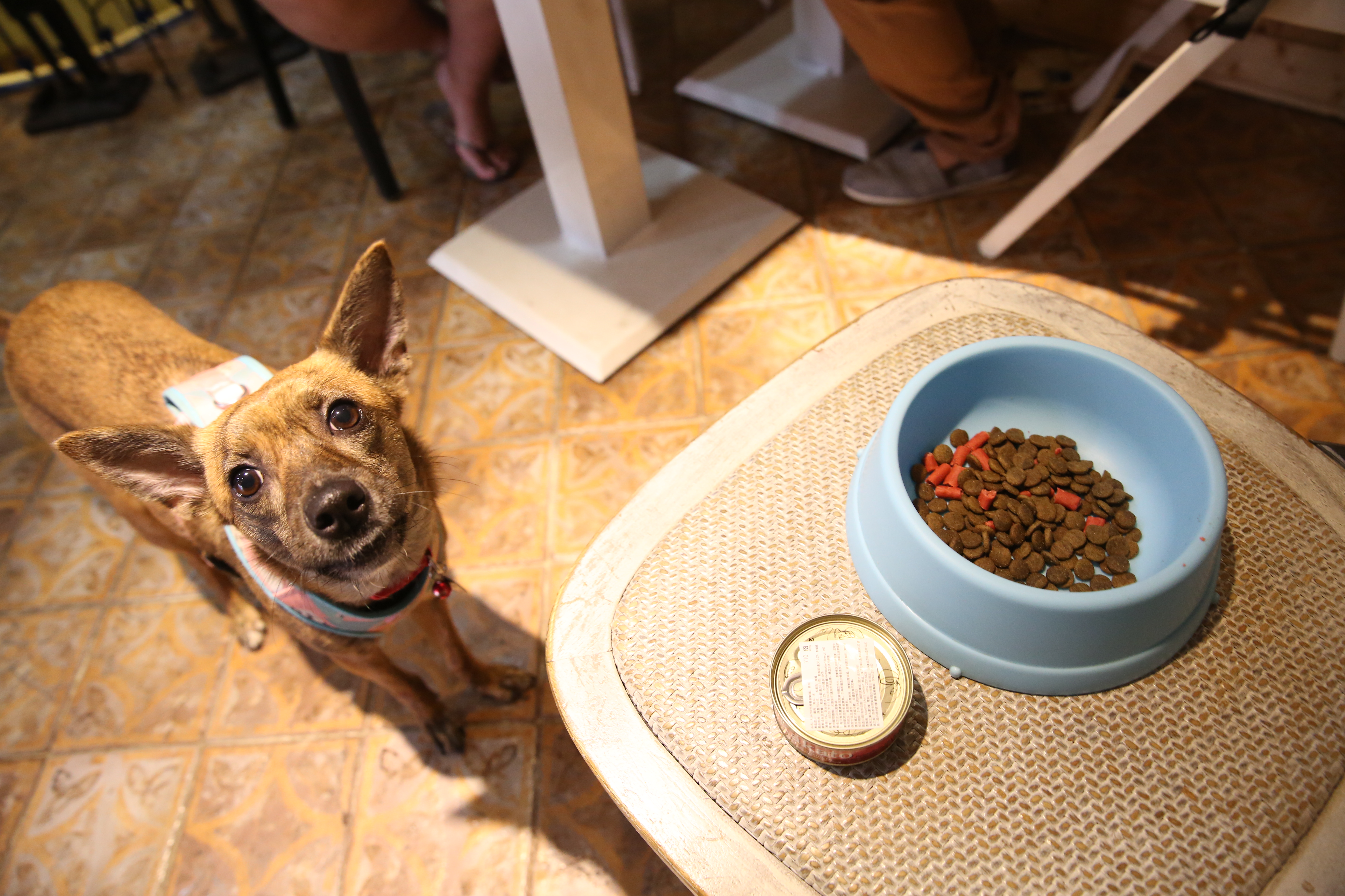 這是姆姆早上吃的食物，雖然是昂貴的無穀飼料混零食，但牠很挑嘴，只吃半盆，等著晚上吃好料。