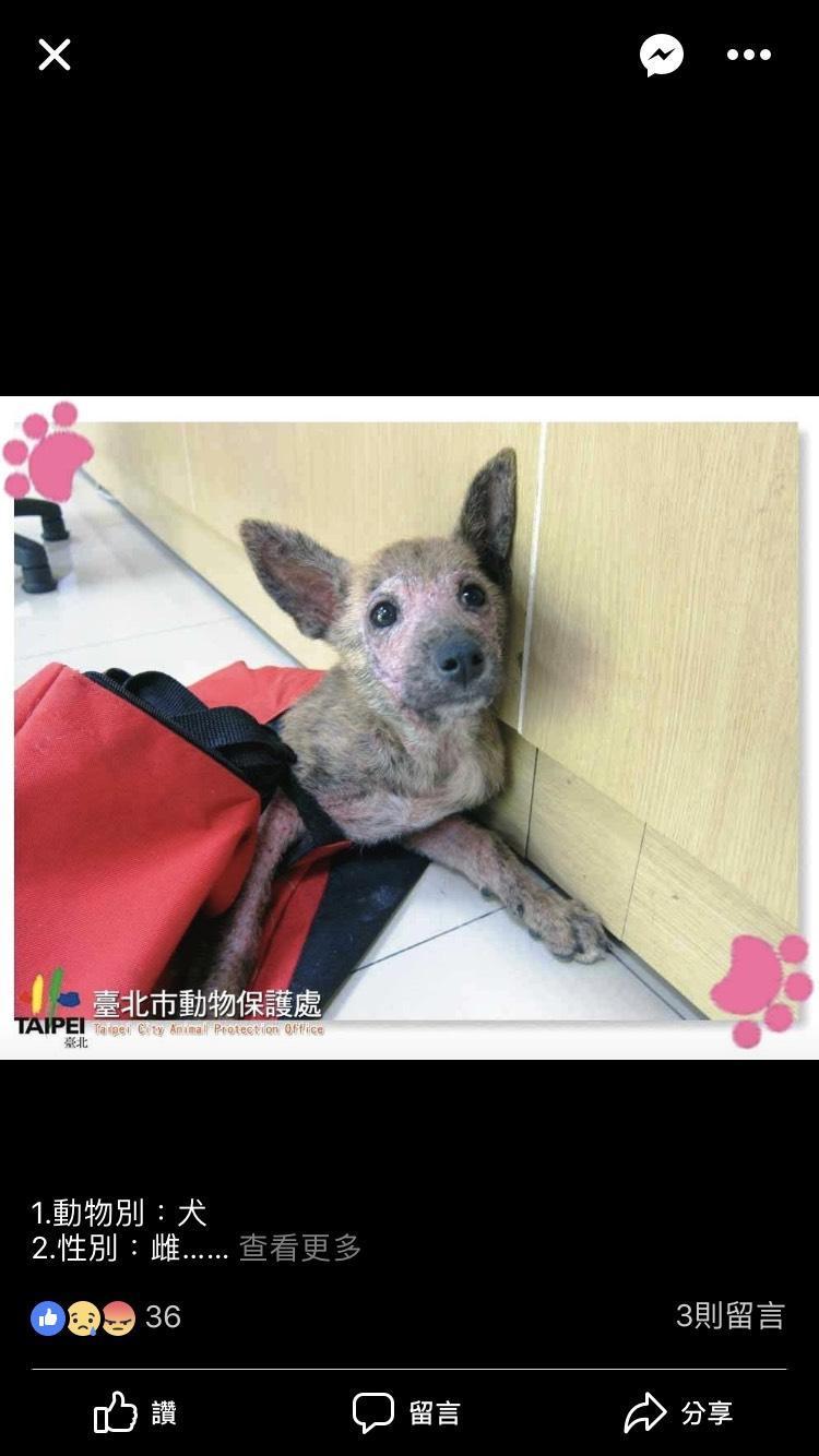 這是姆姆剛被棄養時,登錄在網站上的「醜」樣子。(Judy 提供)