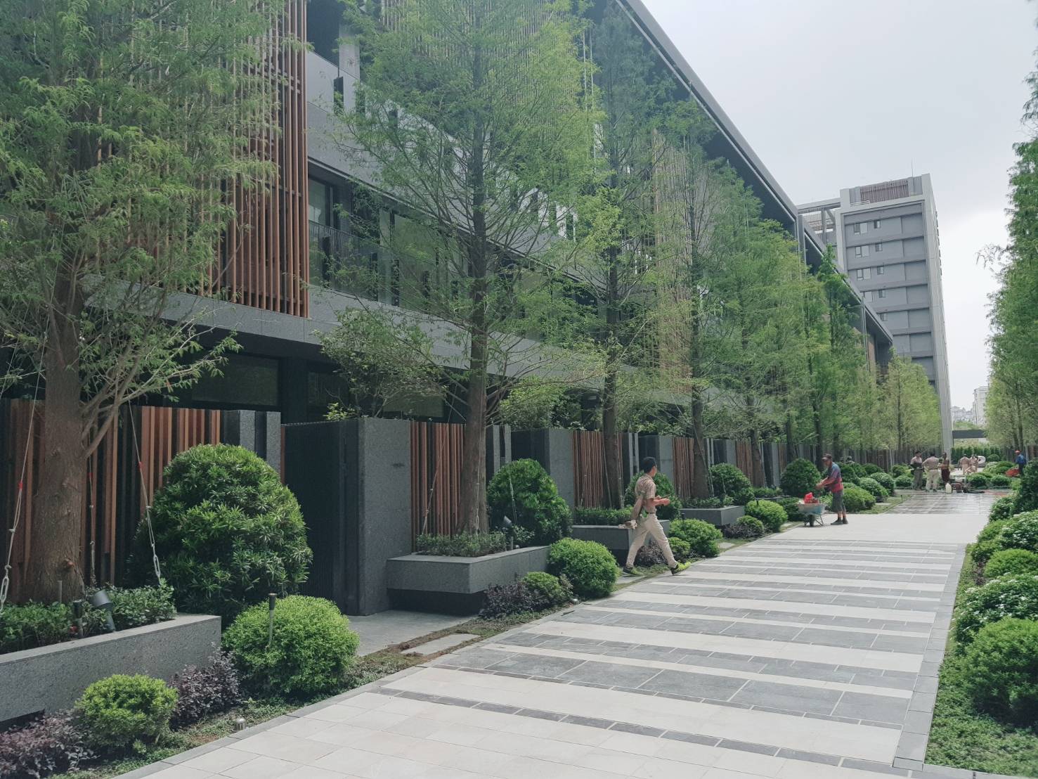 樹禾院低建蔽,每戶都有自己的庭院,建商在龍富12街種植了上百棵的樟樹,環境清幽。