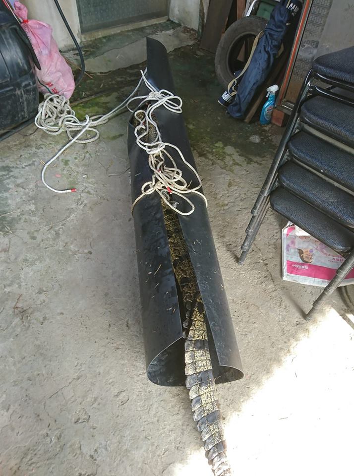 被放置在後車廂的活體鱷魚嚇壞行政院附近的用路民眾。（翻攝畫面）