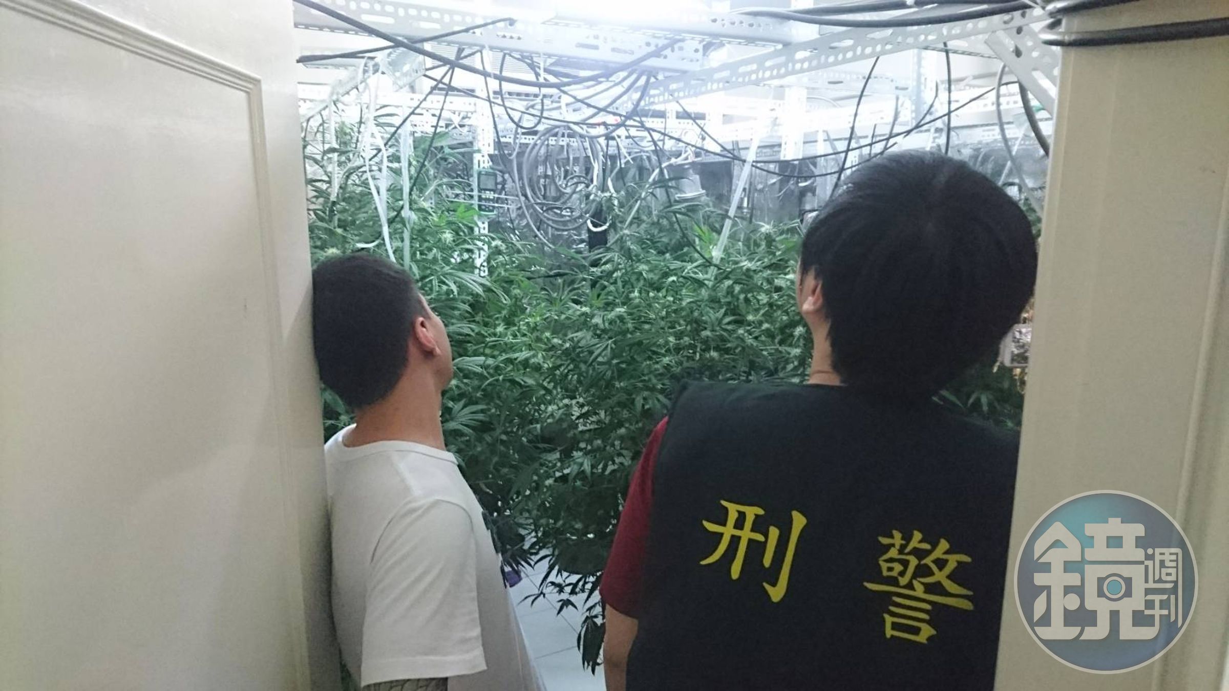 陳嫌（左）利用別墅充當大麻工廠，無師自通學習種植大麻。（刑事局提供）