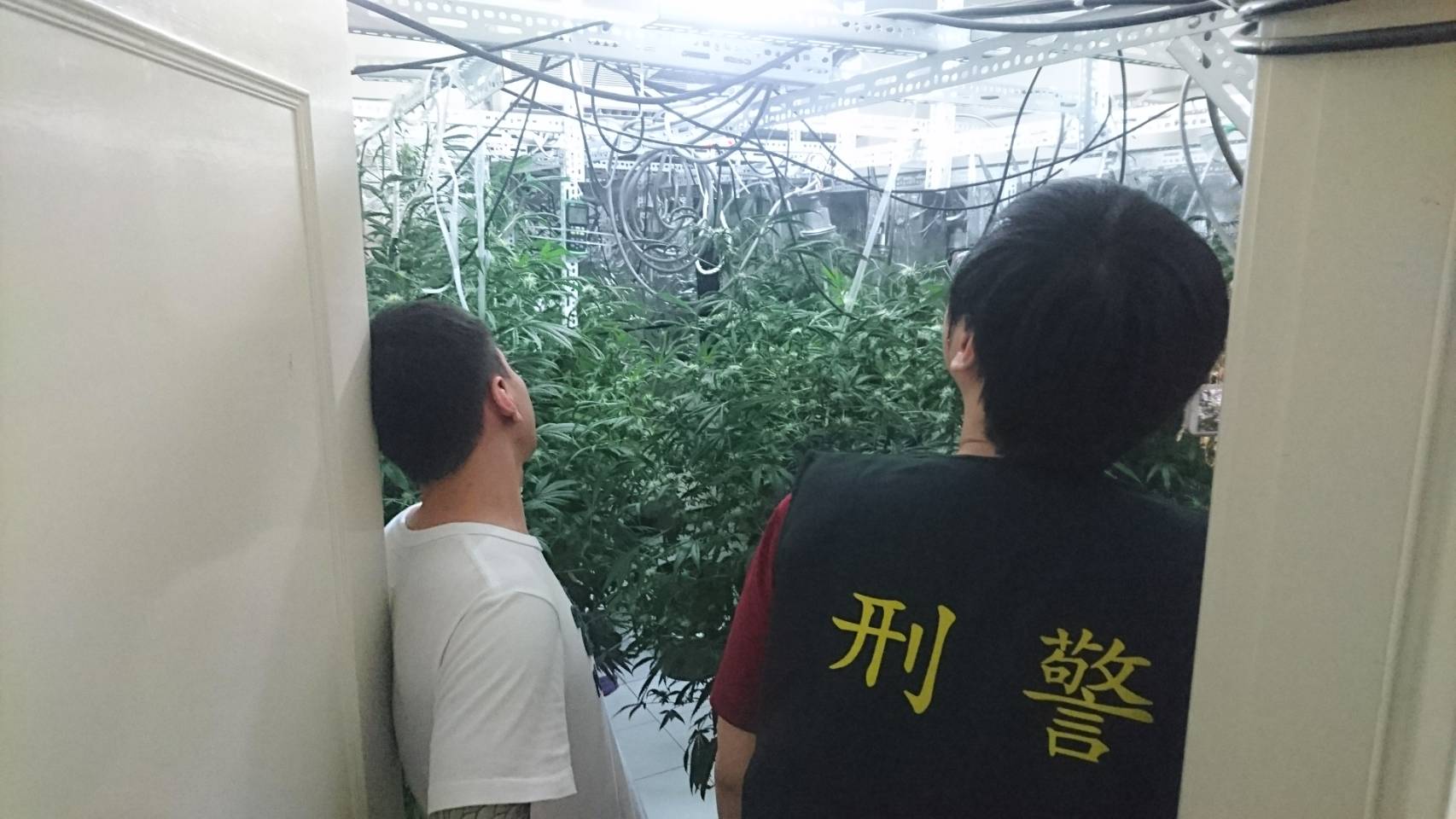 陳嫌（左）利用別墅充當大麻工廠，無師自通學習種植大麻。（刑事局提供）