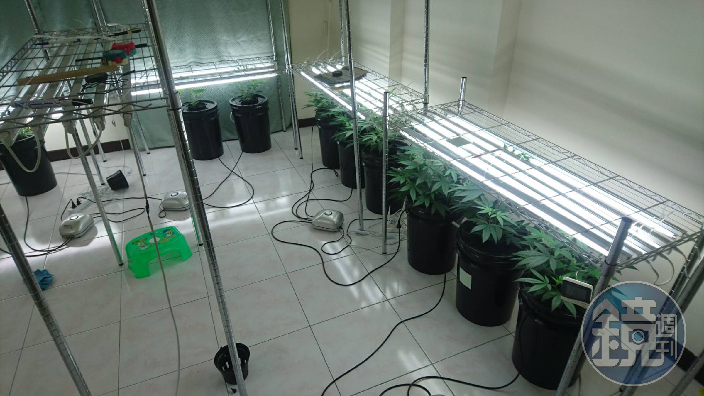 警方在現場查扣的大量大麻植株，初步估計現場大麻花、大麻成品市價約30萬元。（刑事局提供）