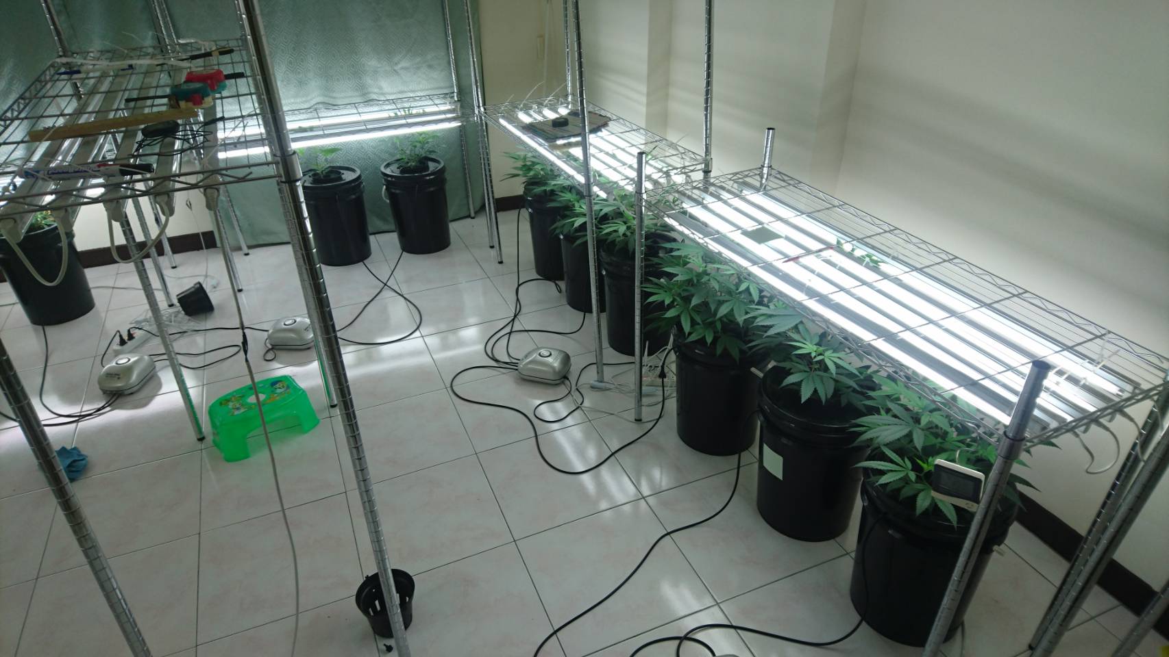 警方在現場查扣的大量大麻植株，初步估計現場大麻花、大麻成品市價約30萬元。（刑事局提供）