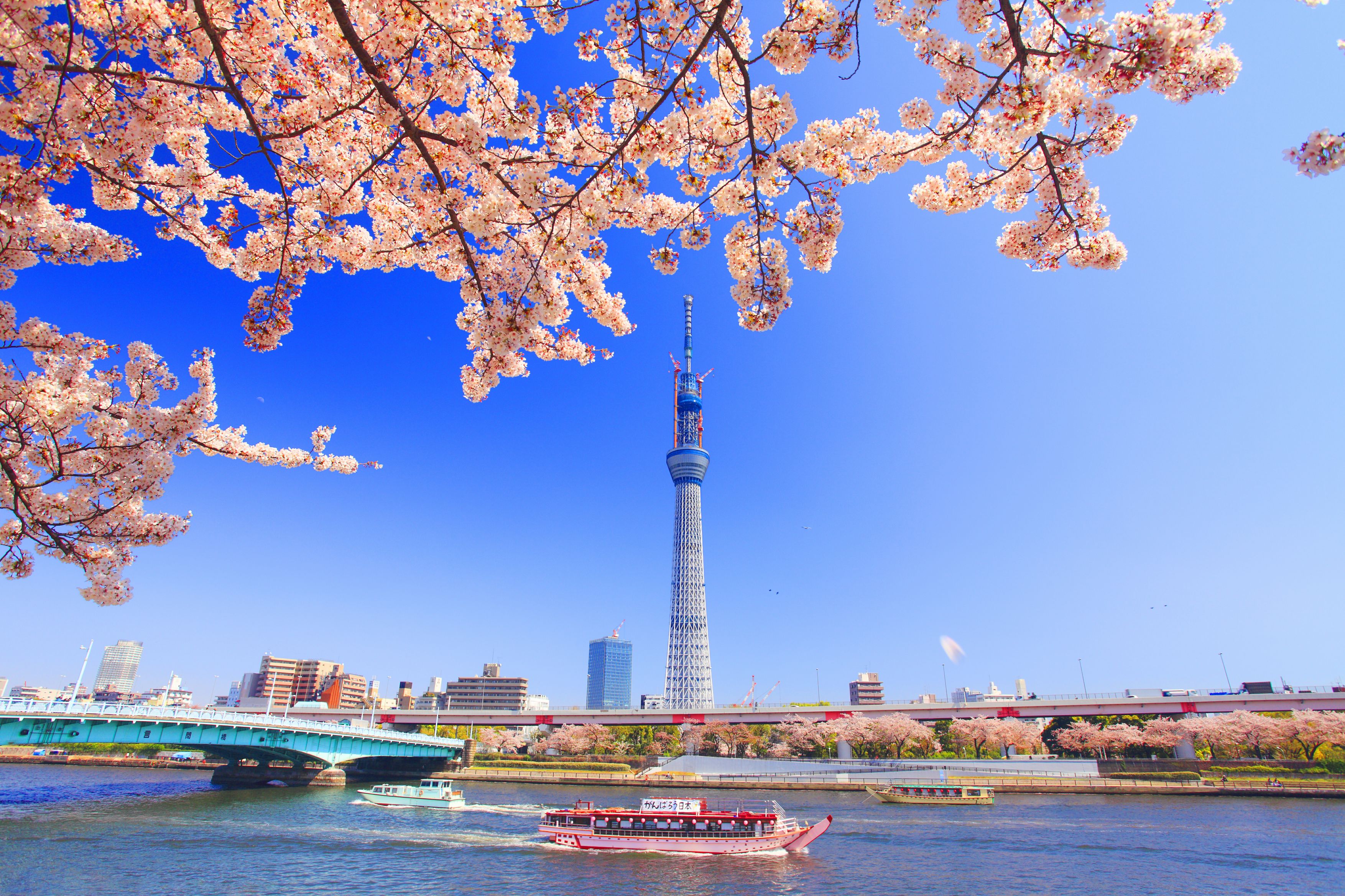 去年台灣赴日旅客人數456.4萬人次創下歷史新高，是台灣許多旅客想一去再去的景點。（東方IC）