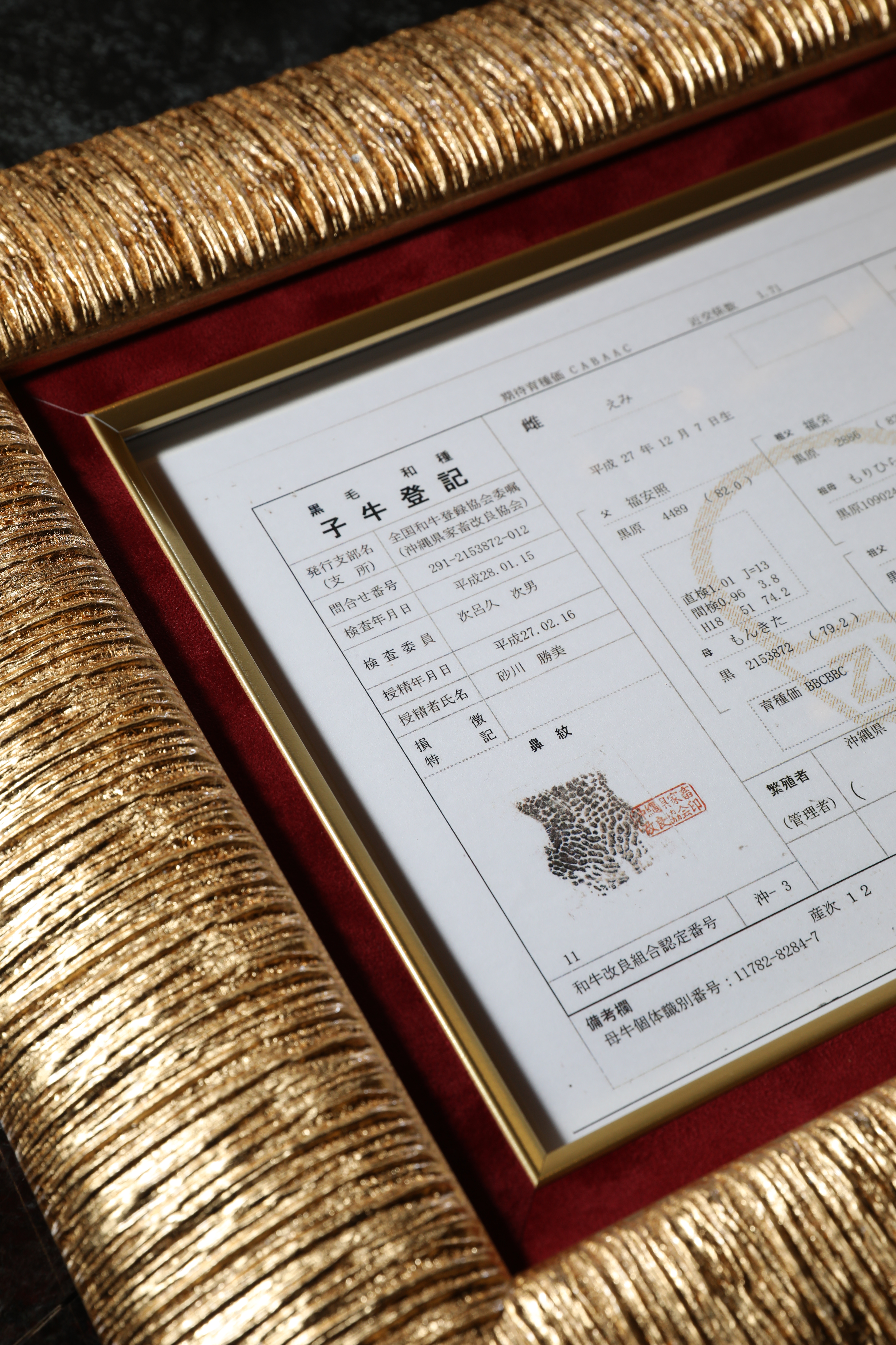 八重山鄉里牛身份控管嚴格，仔牛必須是八重山出生，還要追溯到祖宗三代。