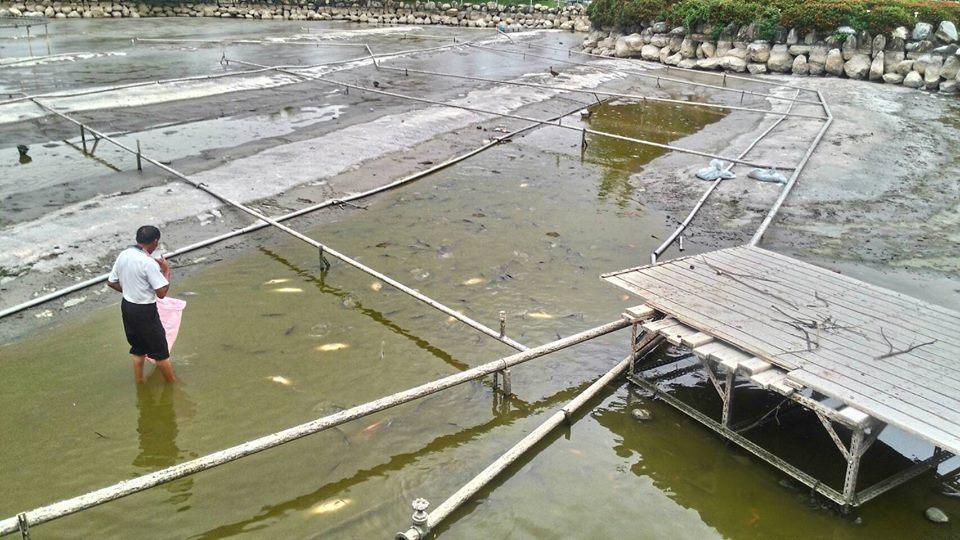 樂豐公園水池內的許多魚翻肚死亡。（翻攝畫面）