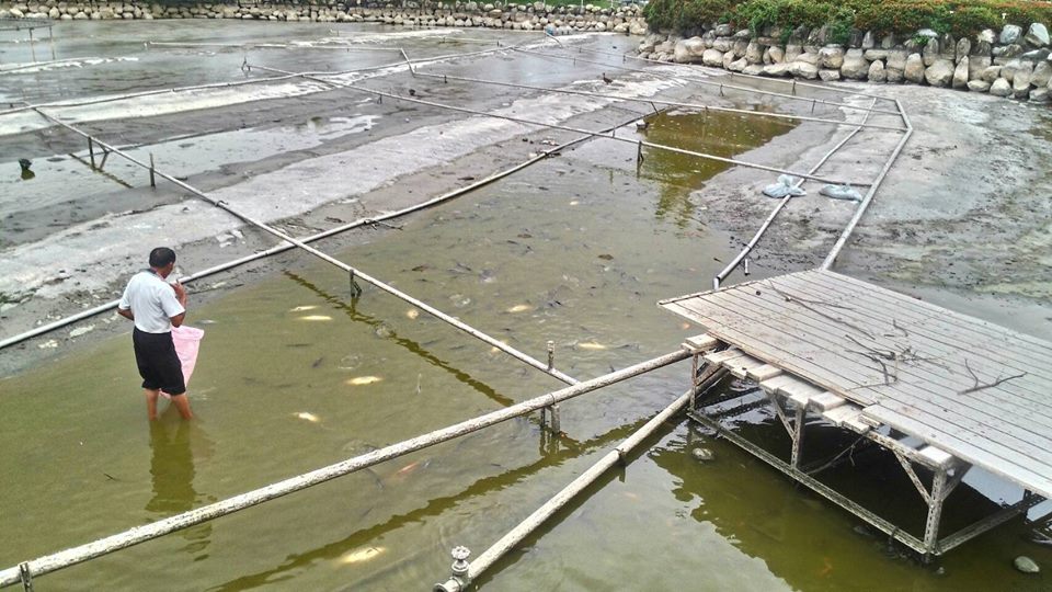 樂豐公園水池內的許多魚翻肚死亡。（翻攝畫面）