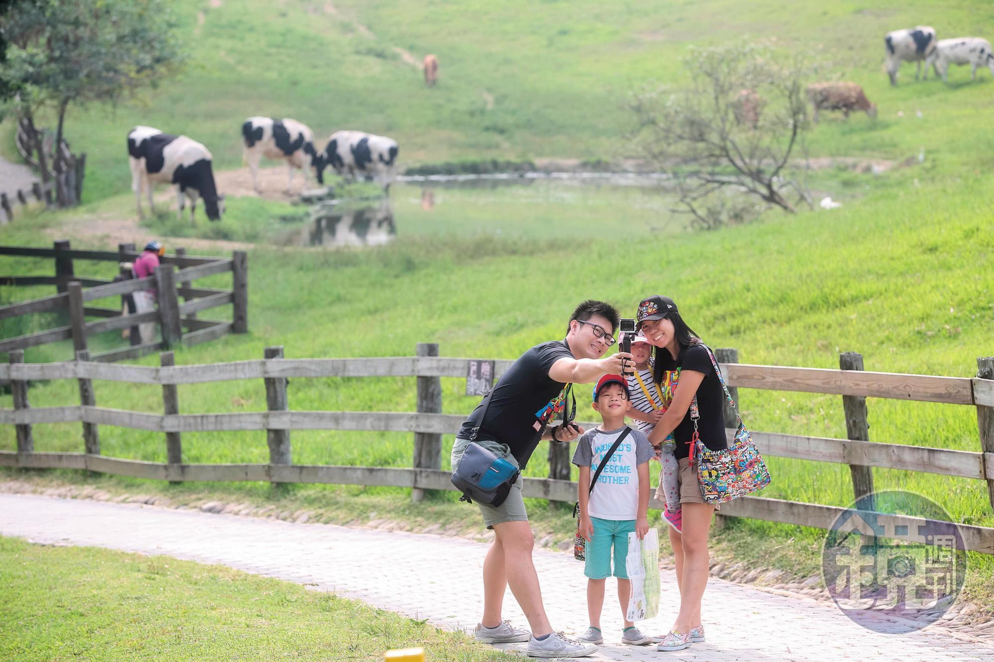 牧場綠草如茵、牛隻悠閒覓食,吸引不少親子旅客造訪。
