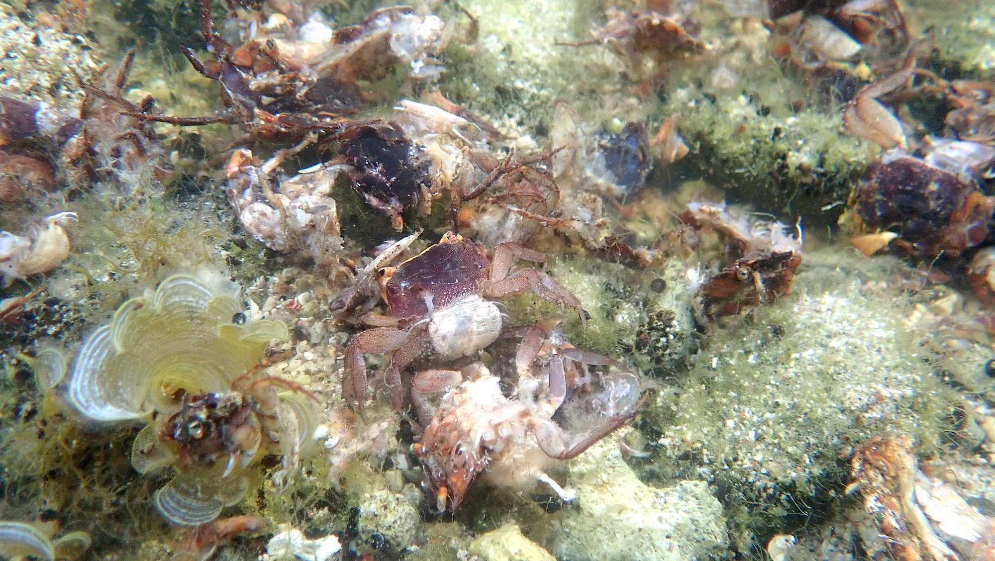 體型嬌小的奧氏後相手蟹。（翻攝自呂縉宇臉書）