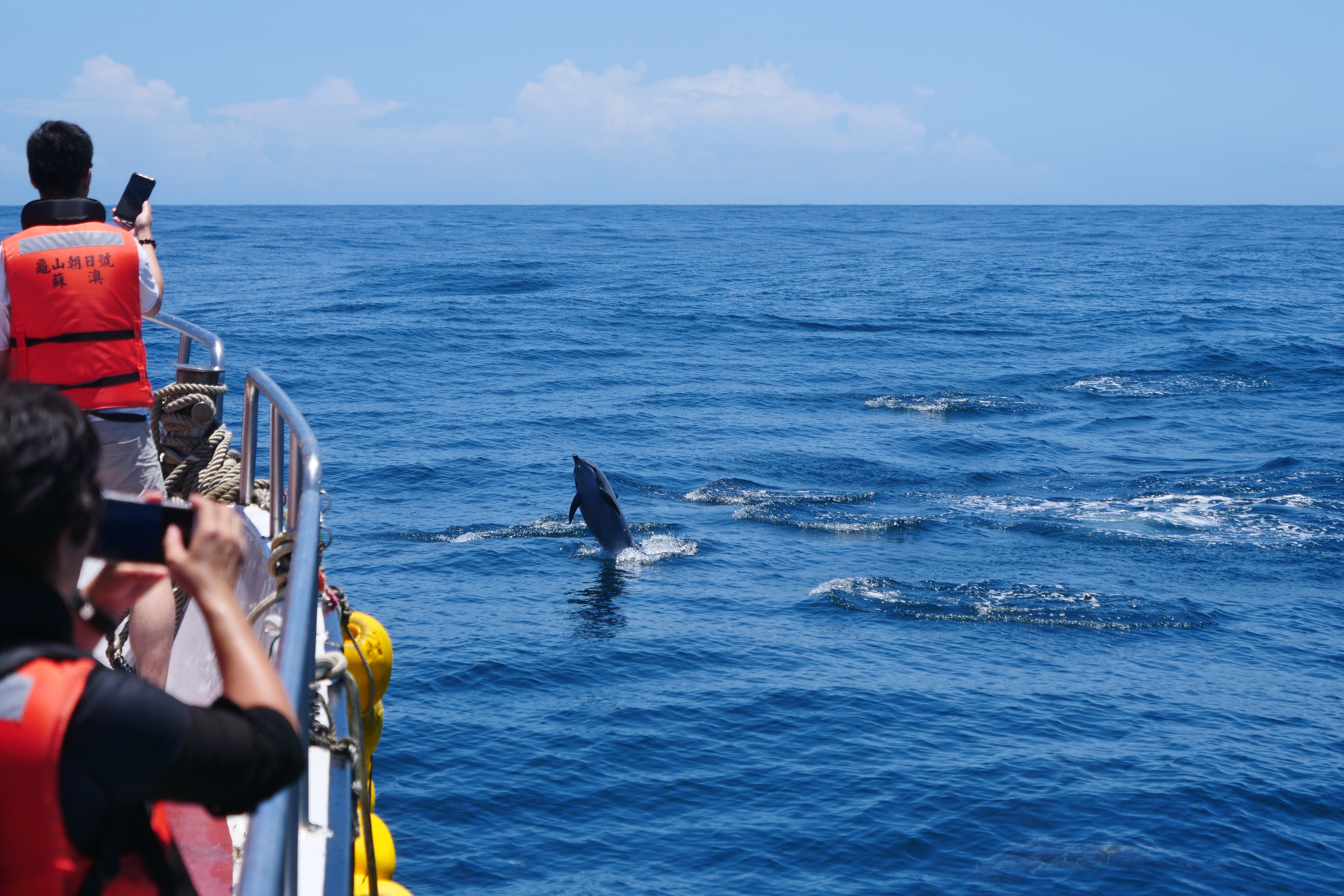 龜山島外海，以成群的海豚為主。