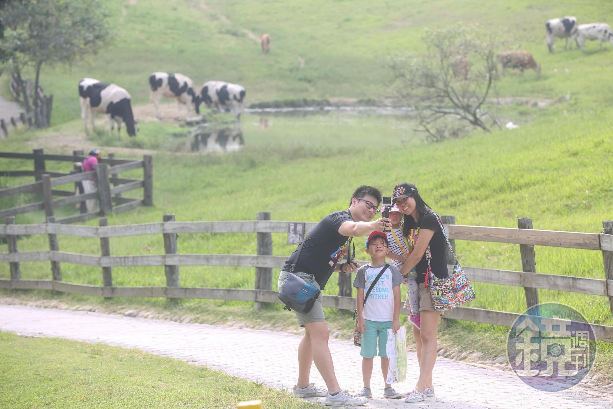 牧場綠草如茵、牛隻悠閒覓食,吸引不少親子旅客造訪。