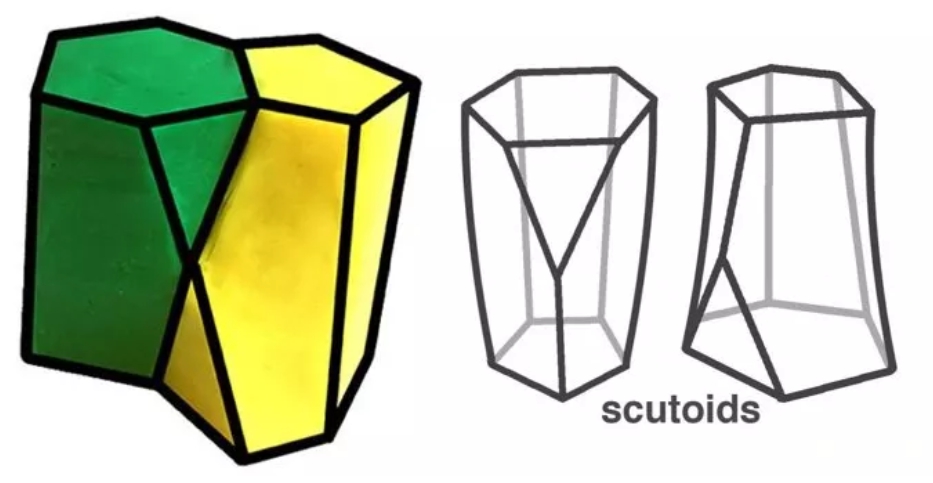 Scutoids形狀再合併以及分開時的狀態。（塞維利亞大學）