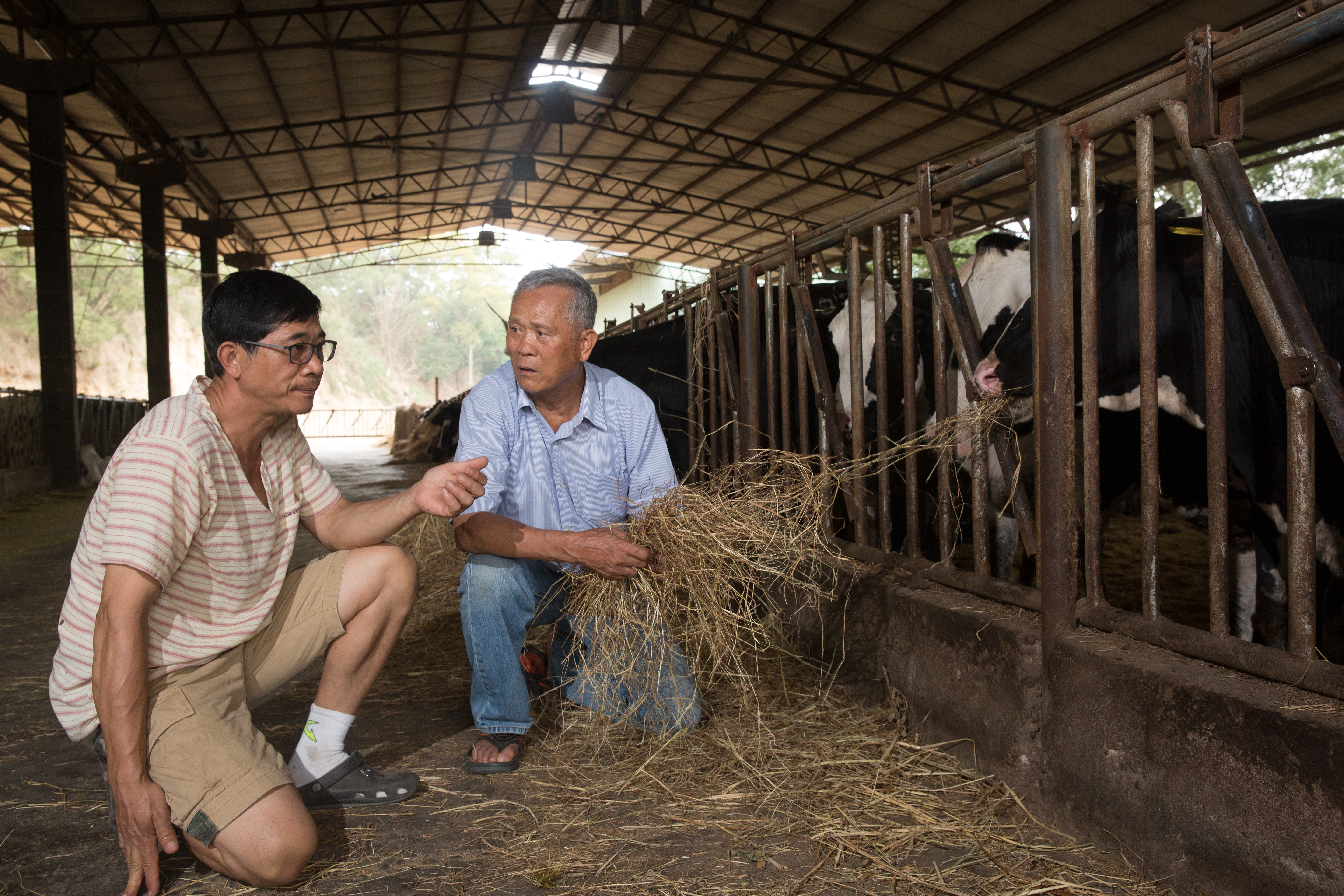 次子吳明賢（左）扛起畜牧重任，讓吳敦瑤（右）欣慰養牛技術後繼有人。