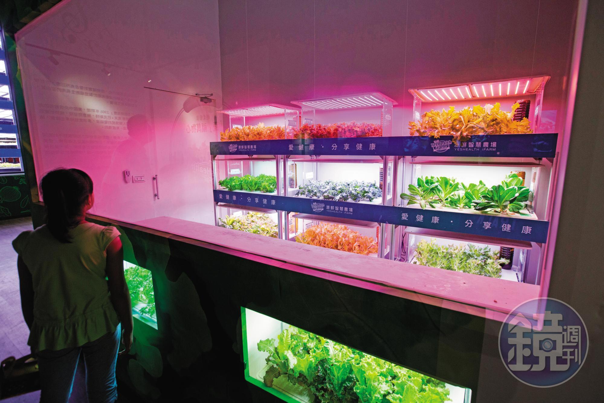 源鮮農場以LED燈取代陽光、配方水代土壤的方式種菜，科技感十足。