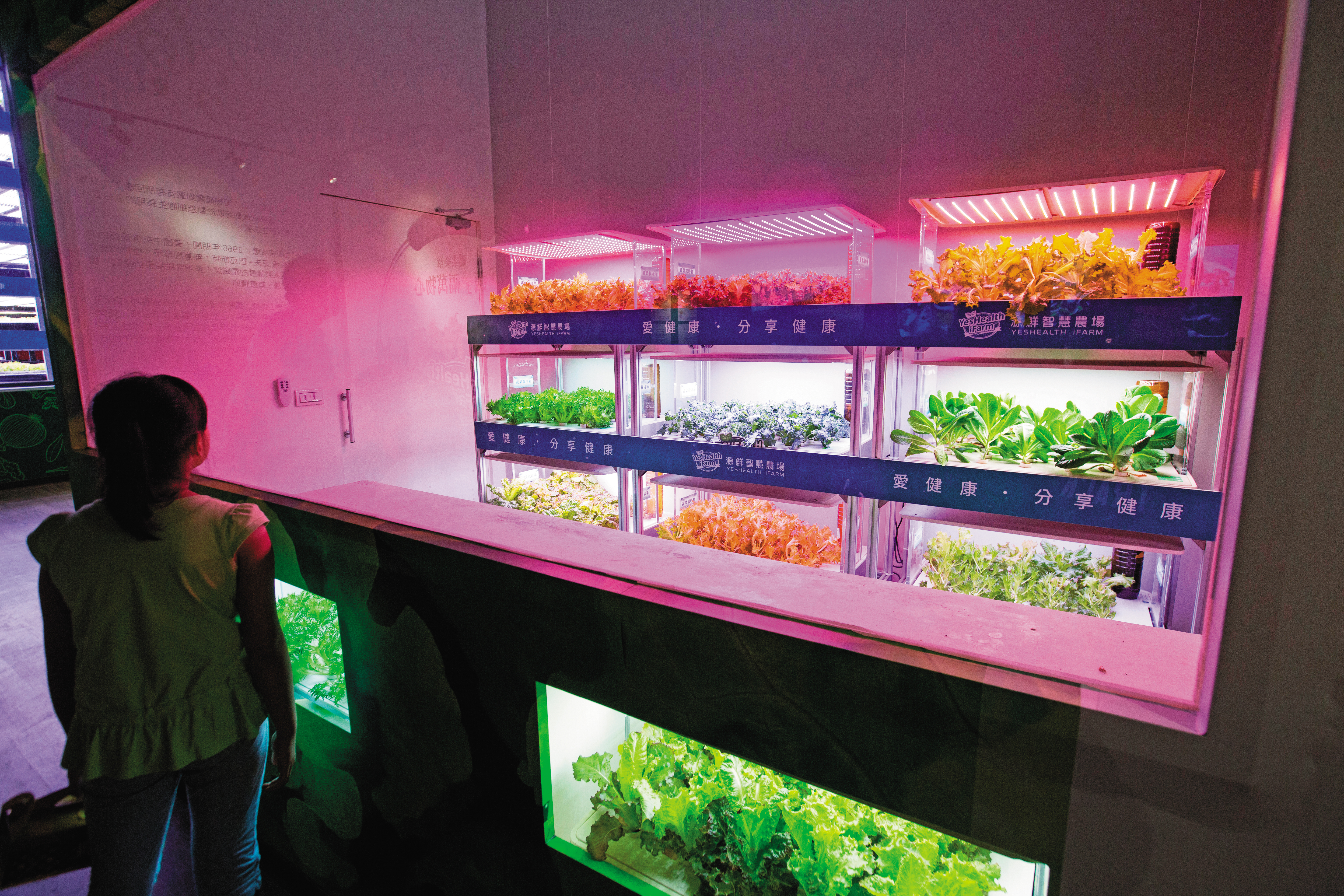 源鮮農場以LED燈取代陽光、配方水代土壤的方式種菜，科技感十足。