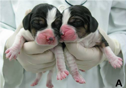 南韓在2009年成功複製的螢光狗當年被列為「年度科技成就」。(東方IC)