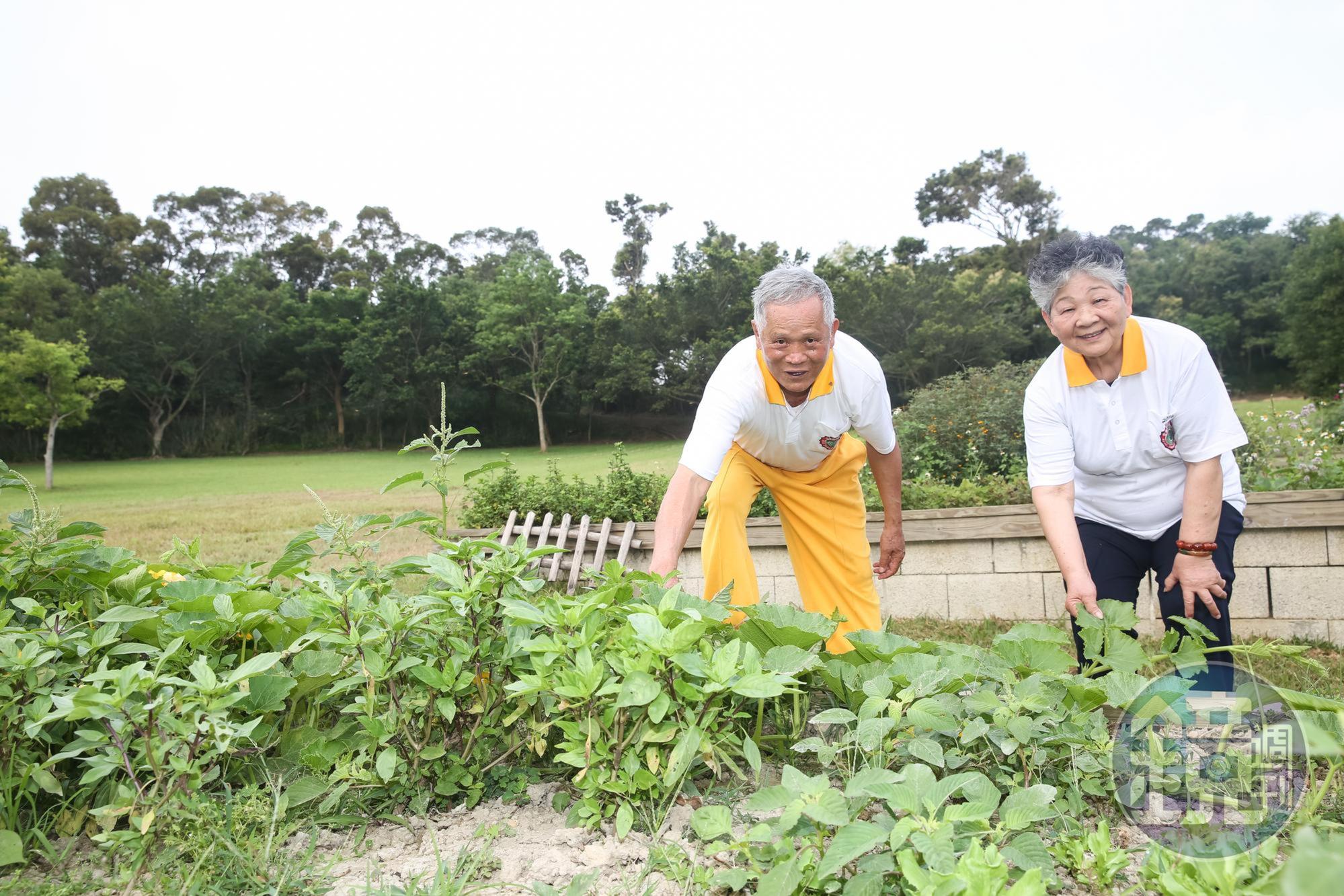 今年78歲的吳敦瑤(左)與妻子吳孫碧珠(右)活到老學到老,兩人把在國外學到的自然農法引進牧場,規劃食農教育體驗課程。