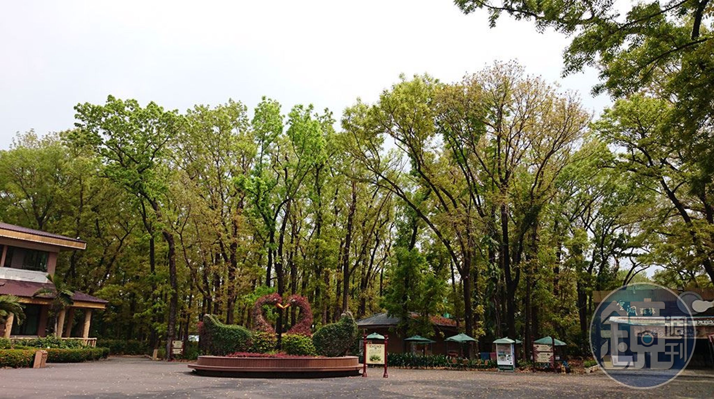 八大森林樂園占地17公頃，園內有國寶級桃花心木森林及各種遊樂設施。（翻攝自網路）