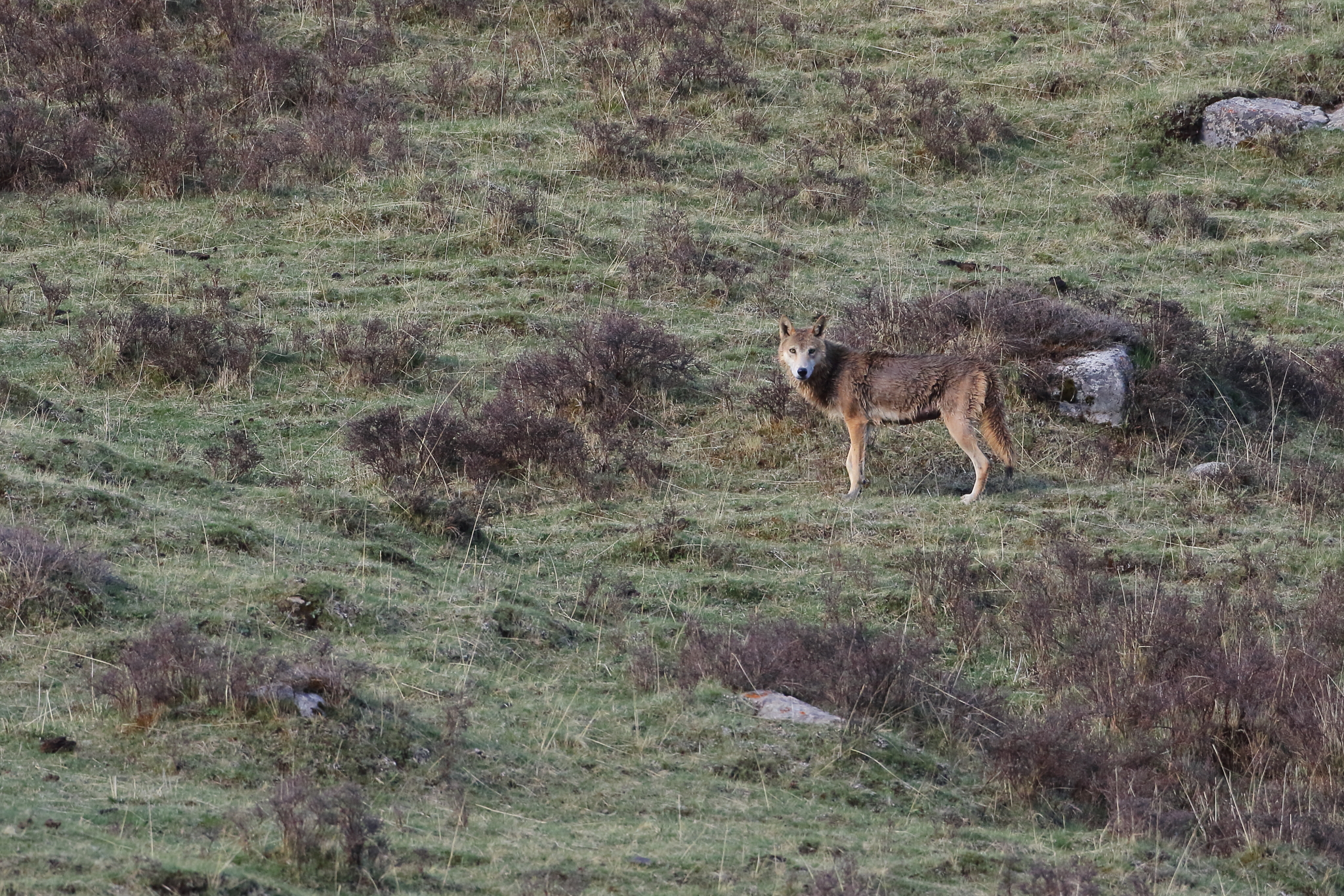 灰狼（徐振輔攝影）