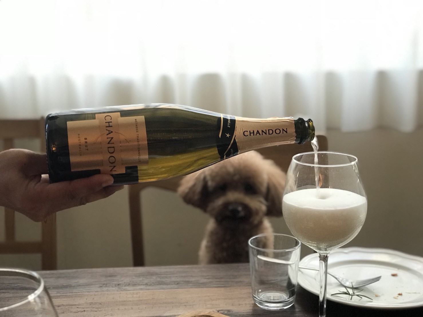 氣泡酒讓人開心，小狗使人融化，友人餐會上兩者皆有，就是愉快的場合。