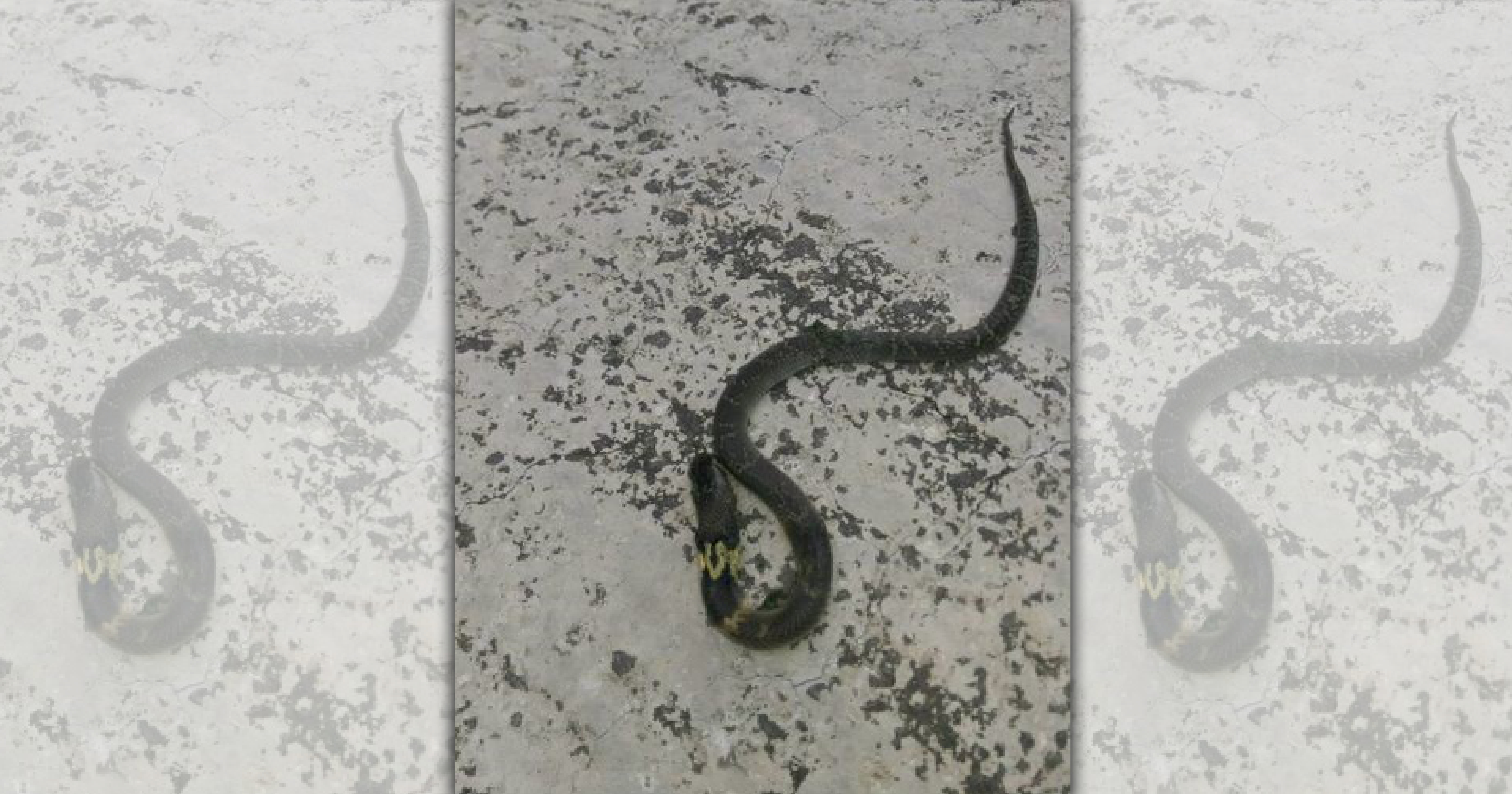 東勢區中嵙溪附近突然出現大量的蛇，疑是放生團體惹禍。（翻攝自臉書）