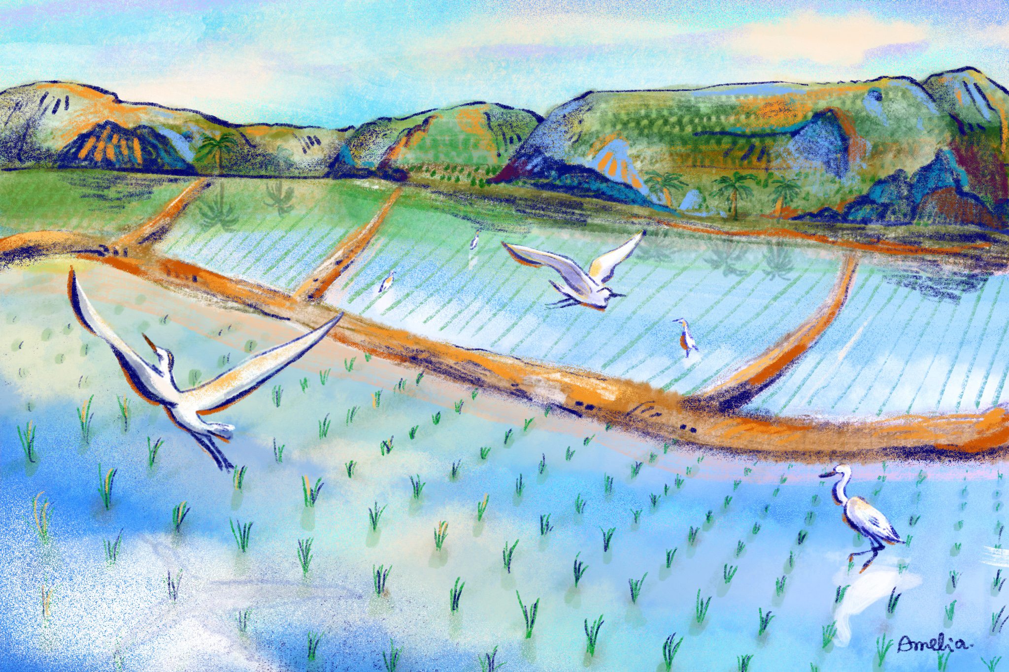 文、聲音｜喵球　繪圖｜Amelia Chen