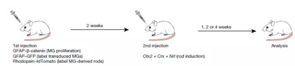 兩輪基因轉移實驗。(來源:Nature)