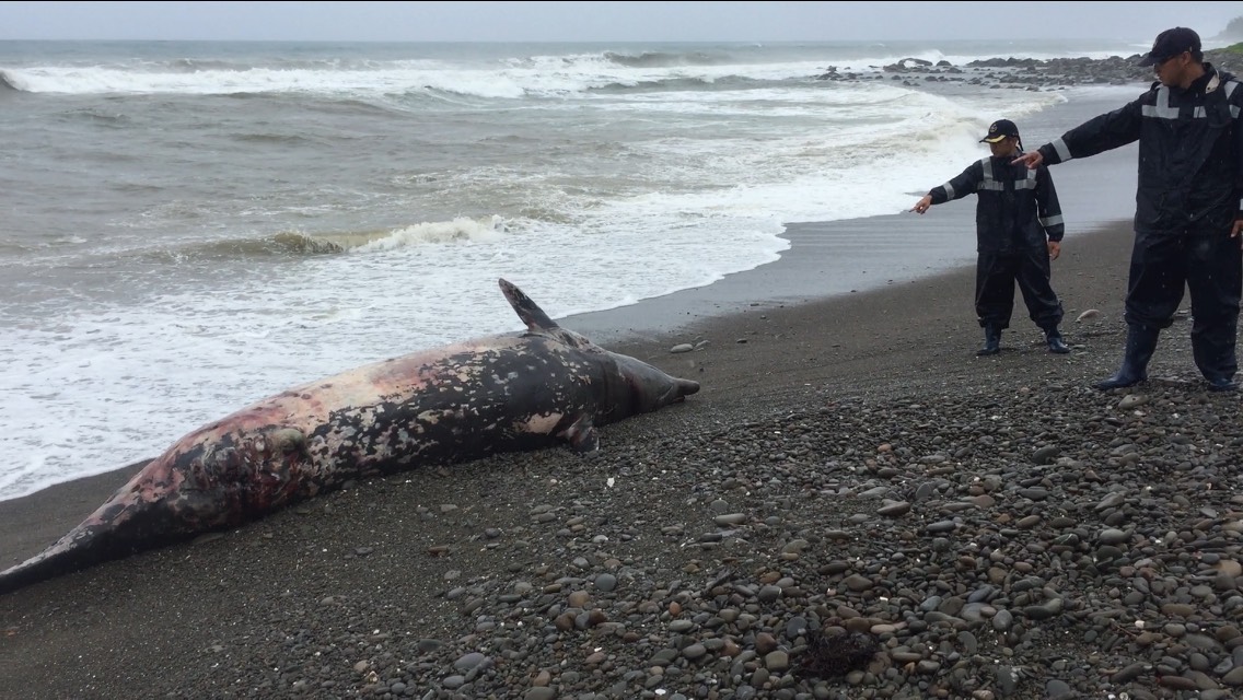 海巡隘員在車城附近海岸發現柯維氏喙鯨陳屍。（翻攝畫面）