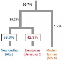 混血兒Denisova11的DNA譜系來源（來源：Nature）