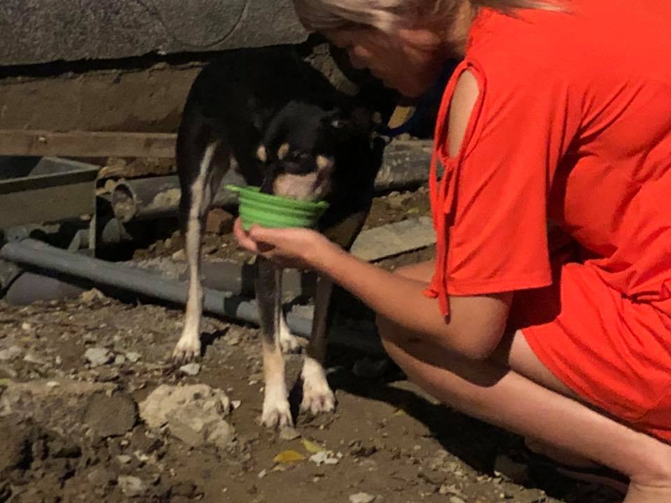 lulu的主人、加拿大籍男子Ryan遭懷疑是警方線人，被毒友用開山刀狠砍致死。在現場的狗狗lulu是本案唯一的目擊證人。