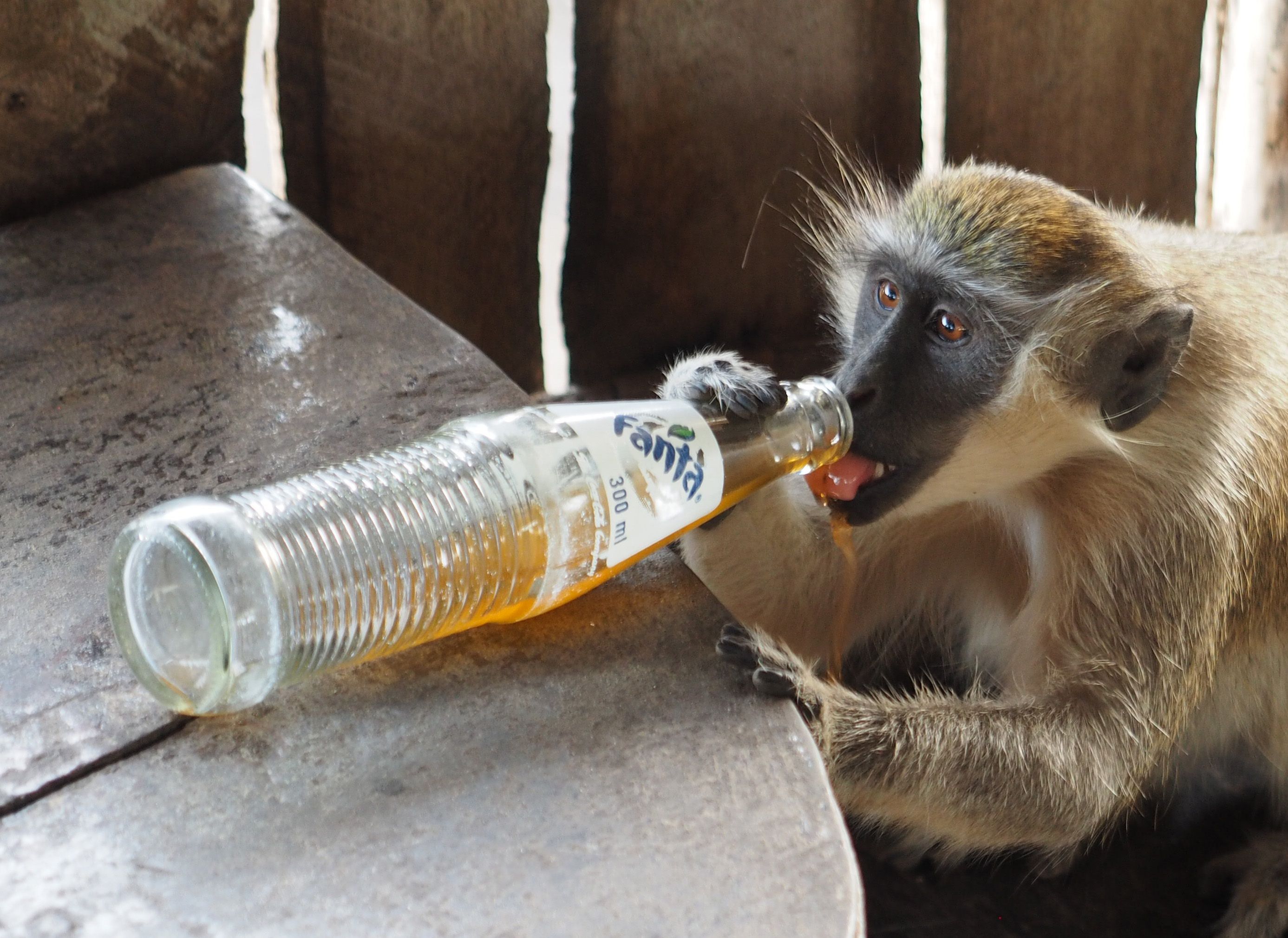 長尾猴生性聰穎，常被當作社會行為實驗對象。（東方IC）