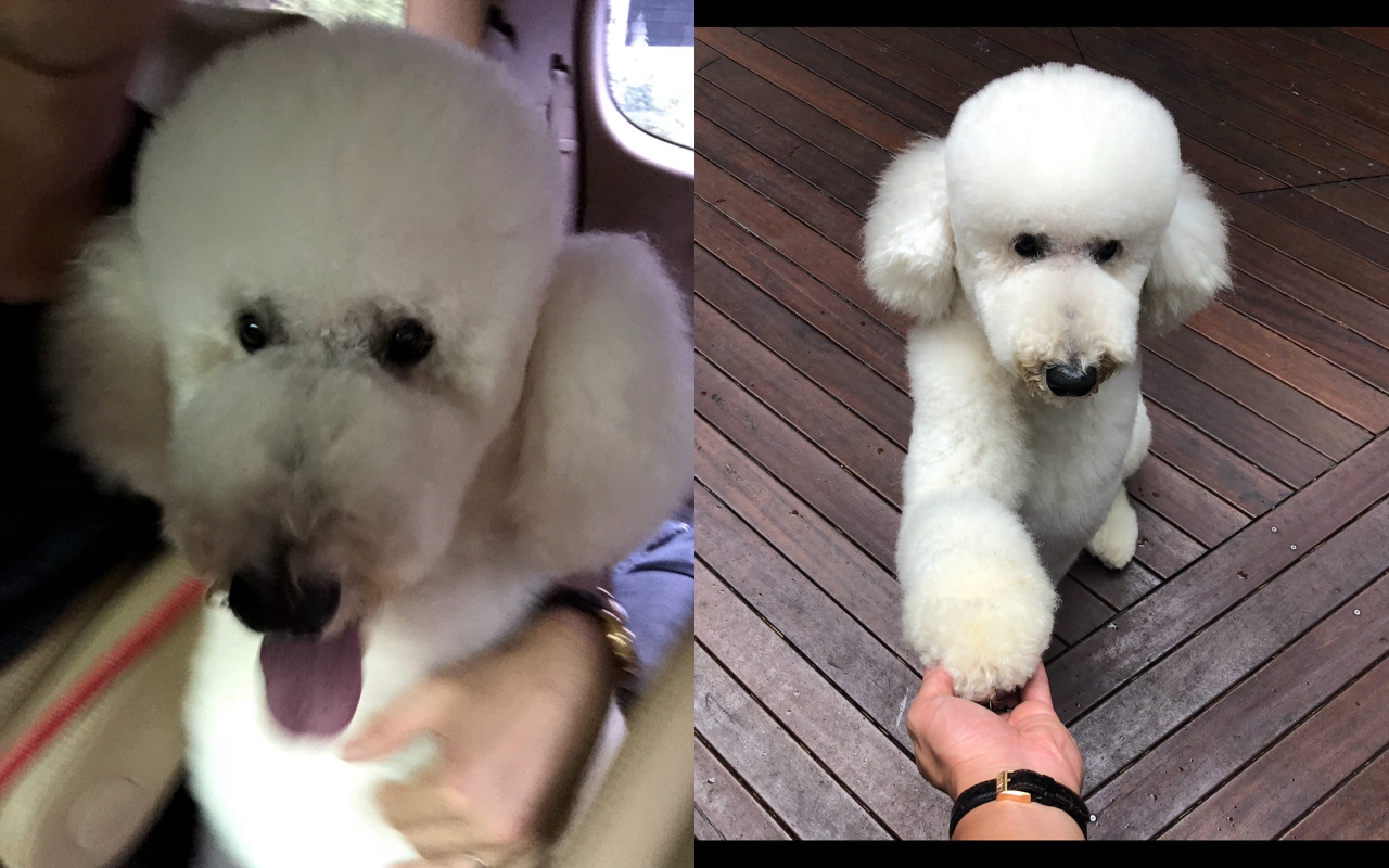 Rain見面會結束後的深夜暴風更新愛犬小愛的照片。(翻攝自Rain ig)