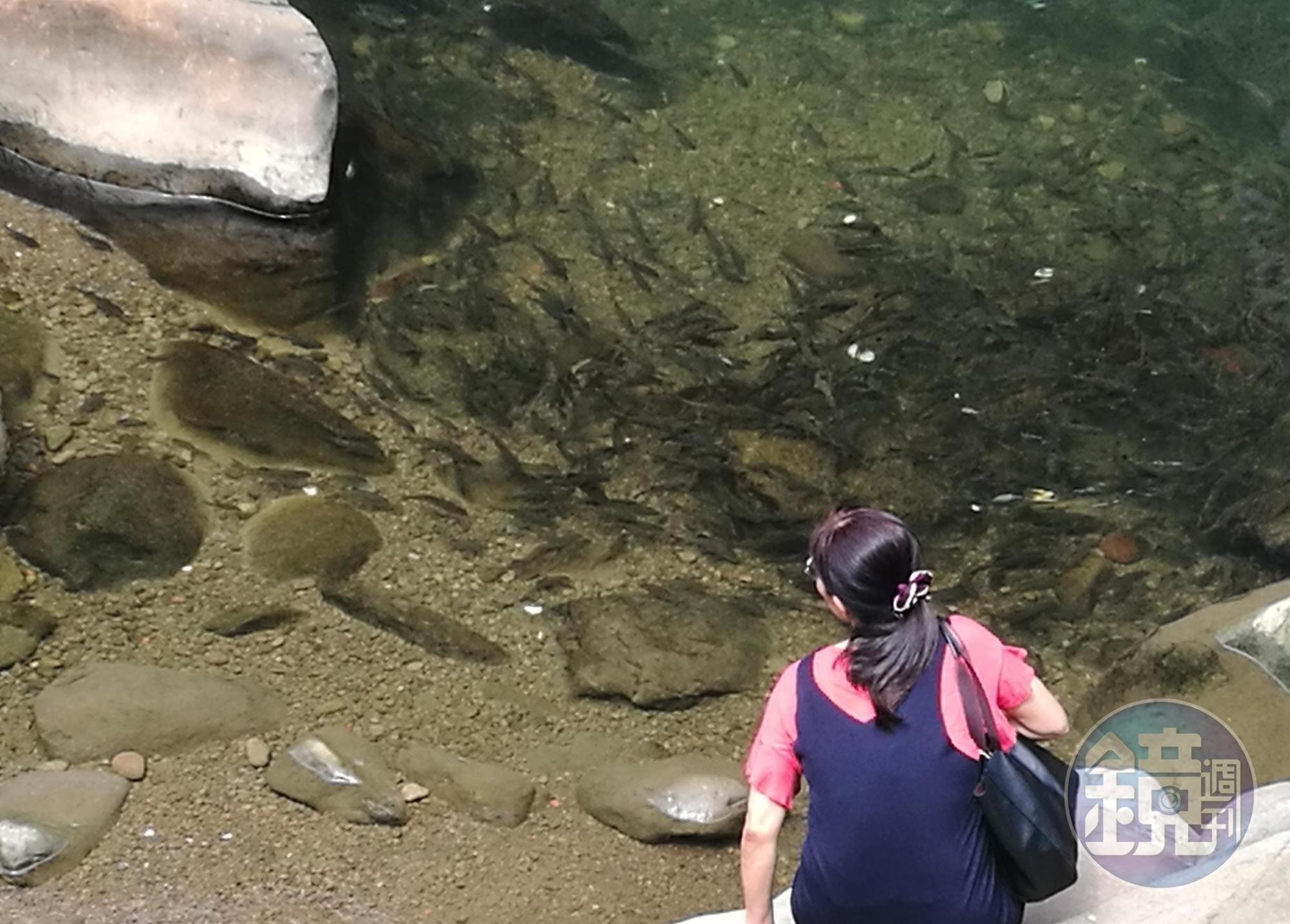 石碇東街的崩山溪因為護溪多年,魚兒成群。