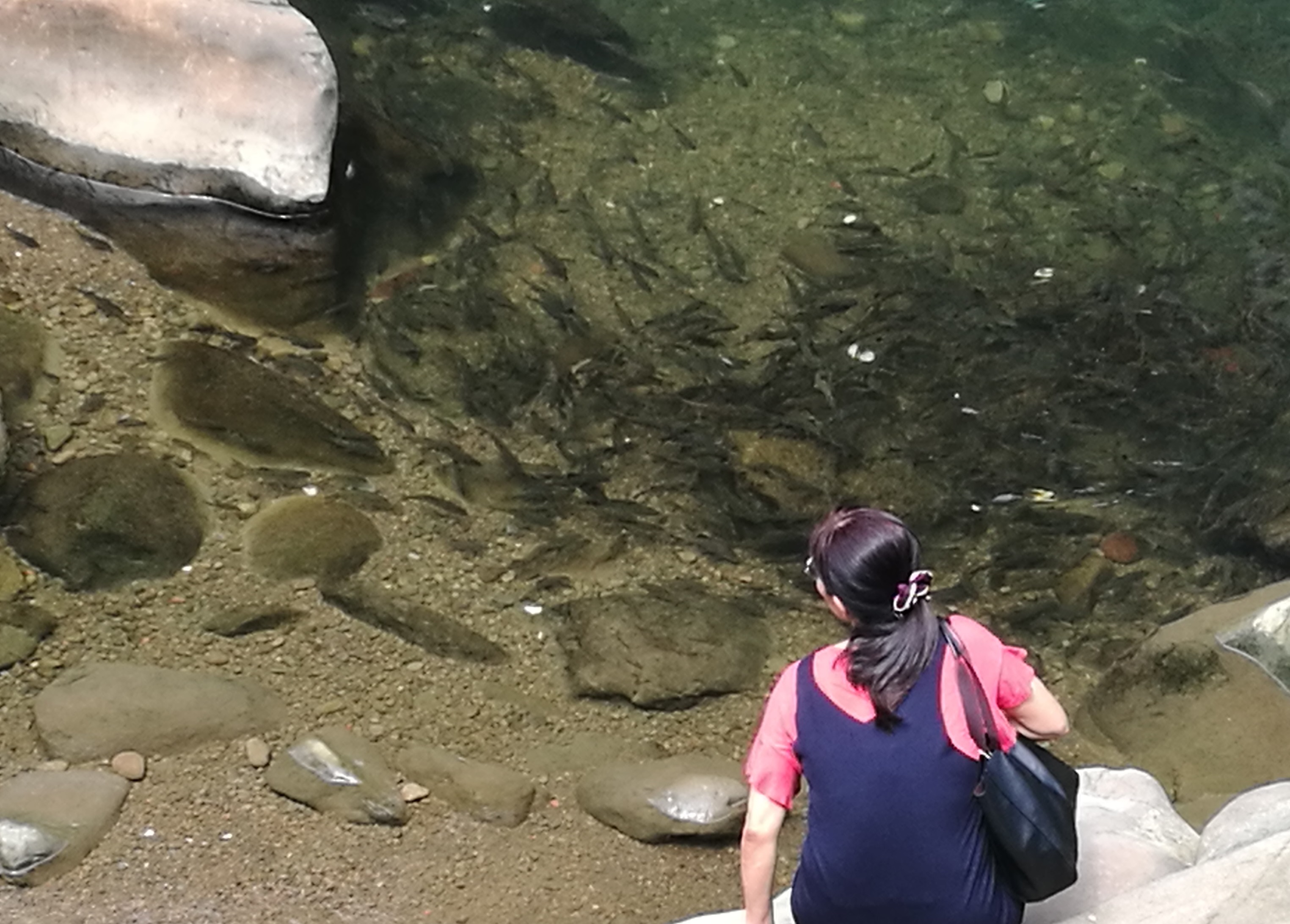 石碇東街的崩山溪因為護溪多年,魚兒成群。