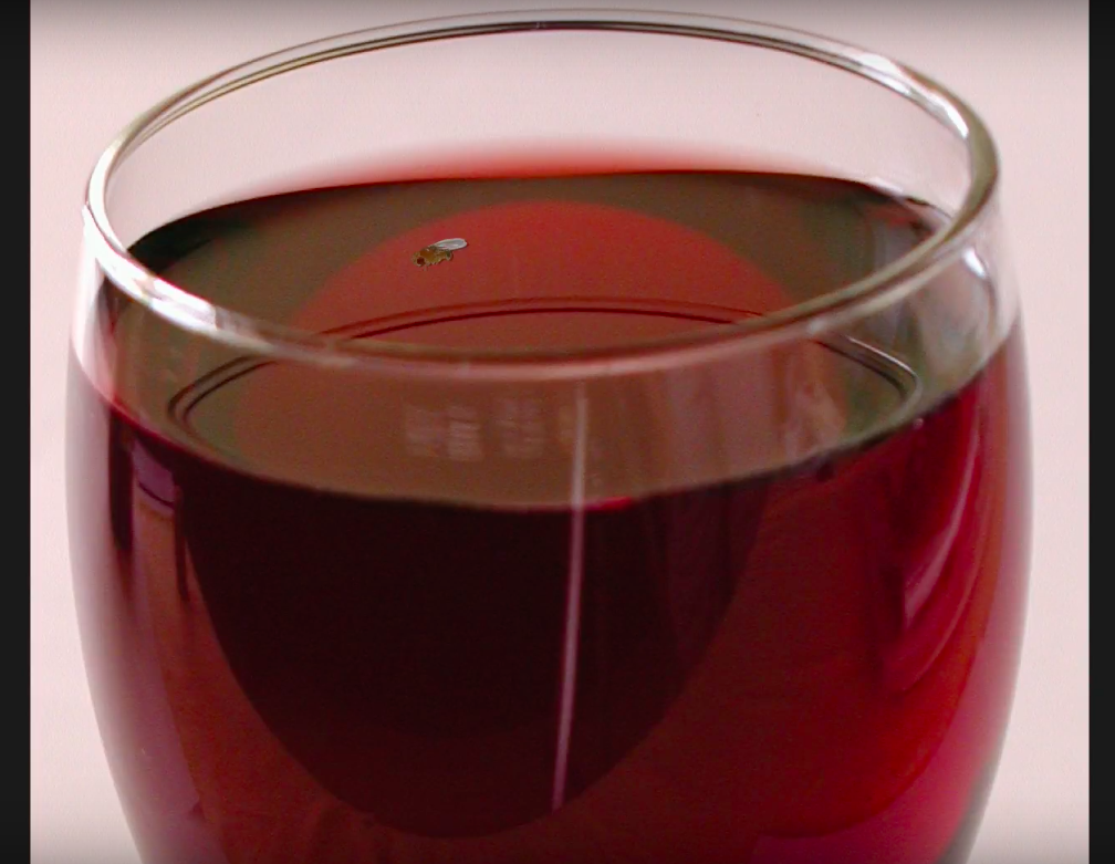 一隻果蠅就足以讓整杯紅酒淪陷，也是今年的得獎研究發現。（Improbable Research 提供）