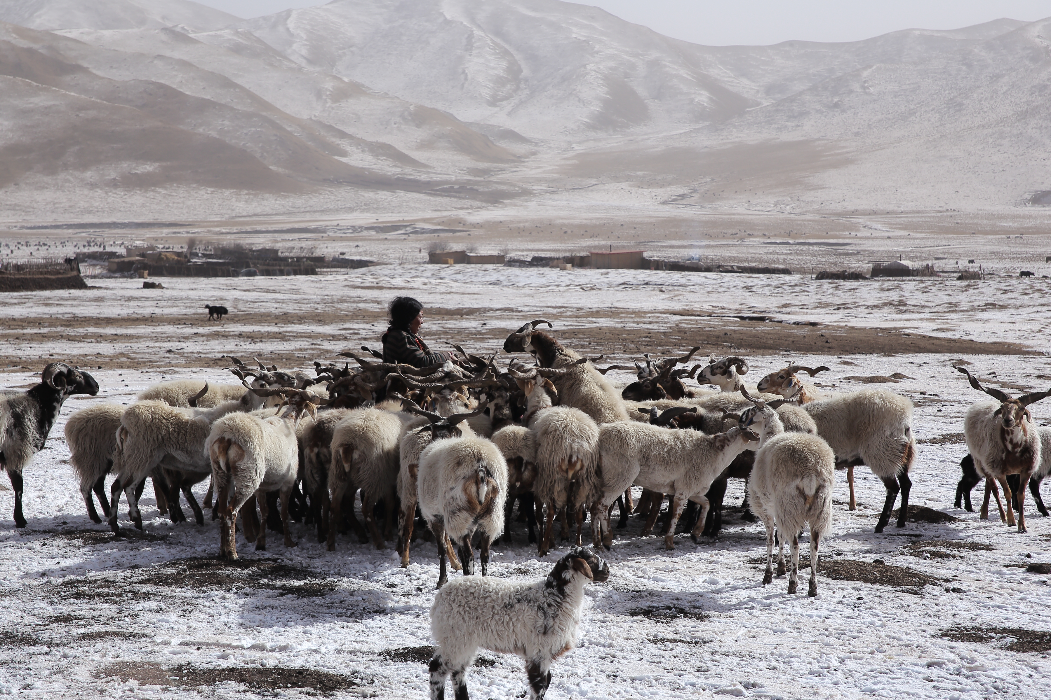 青海一處牧場，牧民與他的羊群。（徐振輔攝影）