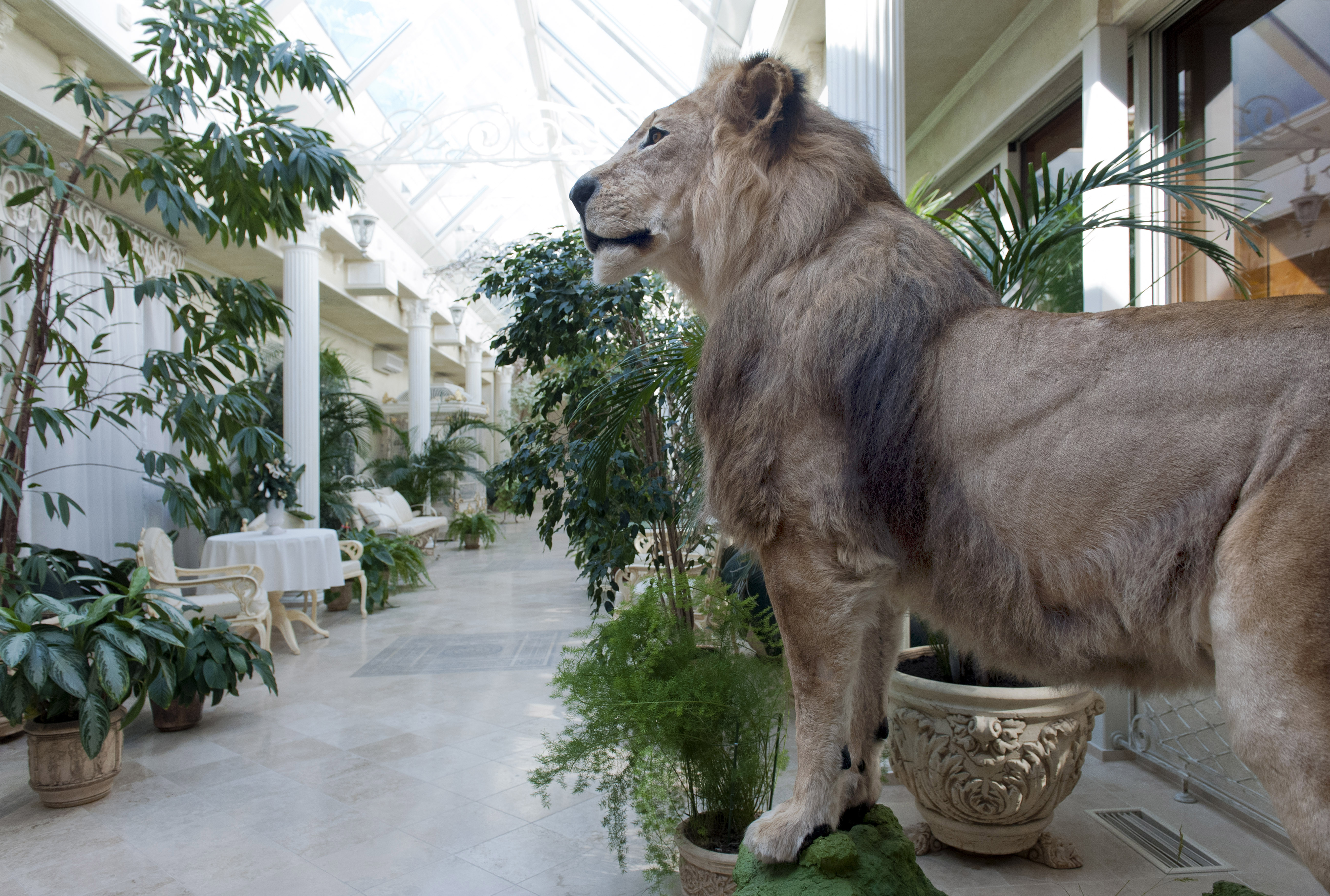 革命後的烏克蘭，在被推翻的亞努柯維奇總統官邸發現的填充獅子。這座官邸面積340英畝，除了主樓外還包括會客廳、停車場、溫泉游泳池、會議廳、動物園、高球場、一座興建中的舞廳，以及停泊於聶伯河畔的一艘帆船。（東方IC）