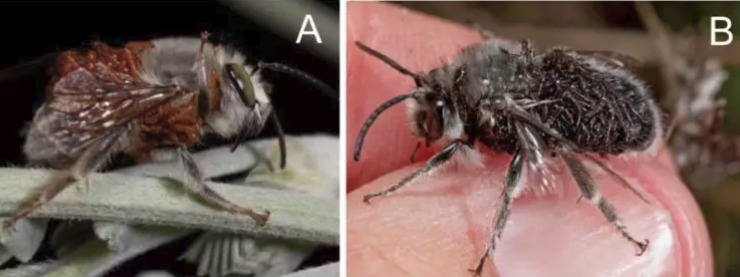 雄性沙漠蜂（左）和海灘蜂（右），被甲蟲的幼蟲覆蓋，甲蟲幼蟲會跟隨雄蜂回到蜂巢吞食蜜蜂的幼蟲。（取自美國科學院院報）