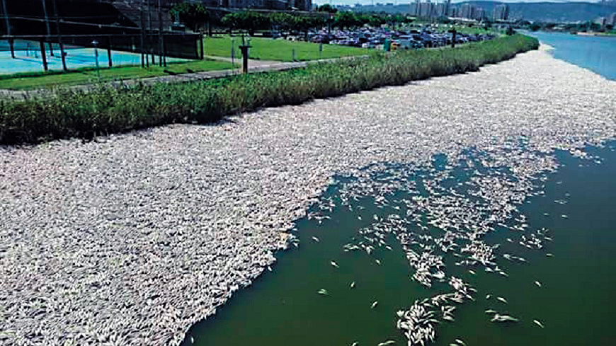 北市內湖汙水處理廠包商煒盛去年8月誤將次氯酸鈉槽體挖破，導致有毒物質排流入河，造成大量魚群死亡。（翻攝自爆料公社）