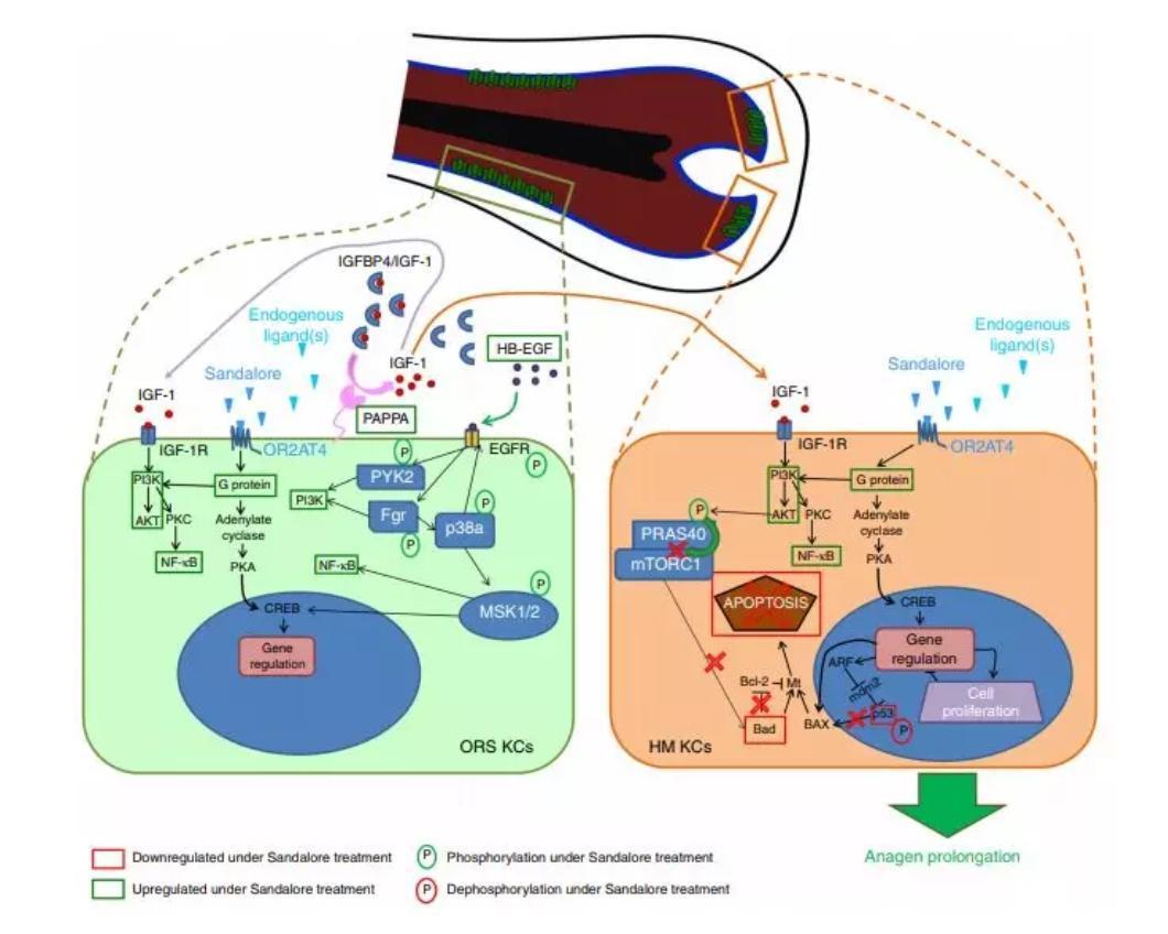 合成檀香與毛囊作用的可能機制(來源:Nature Communications)