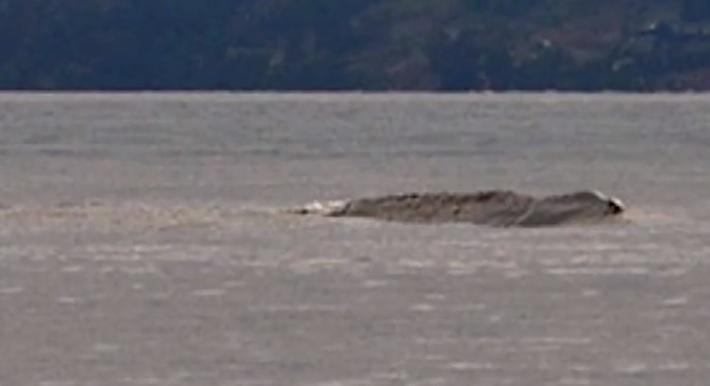 當地居民哈爾鮑爾拍下的影片。(翻攝自英國太陽報)