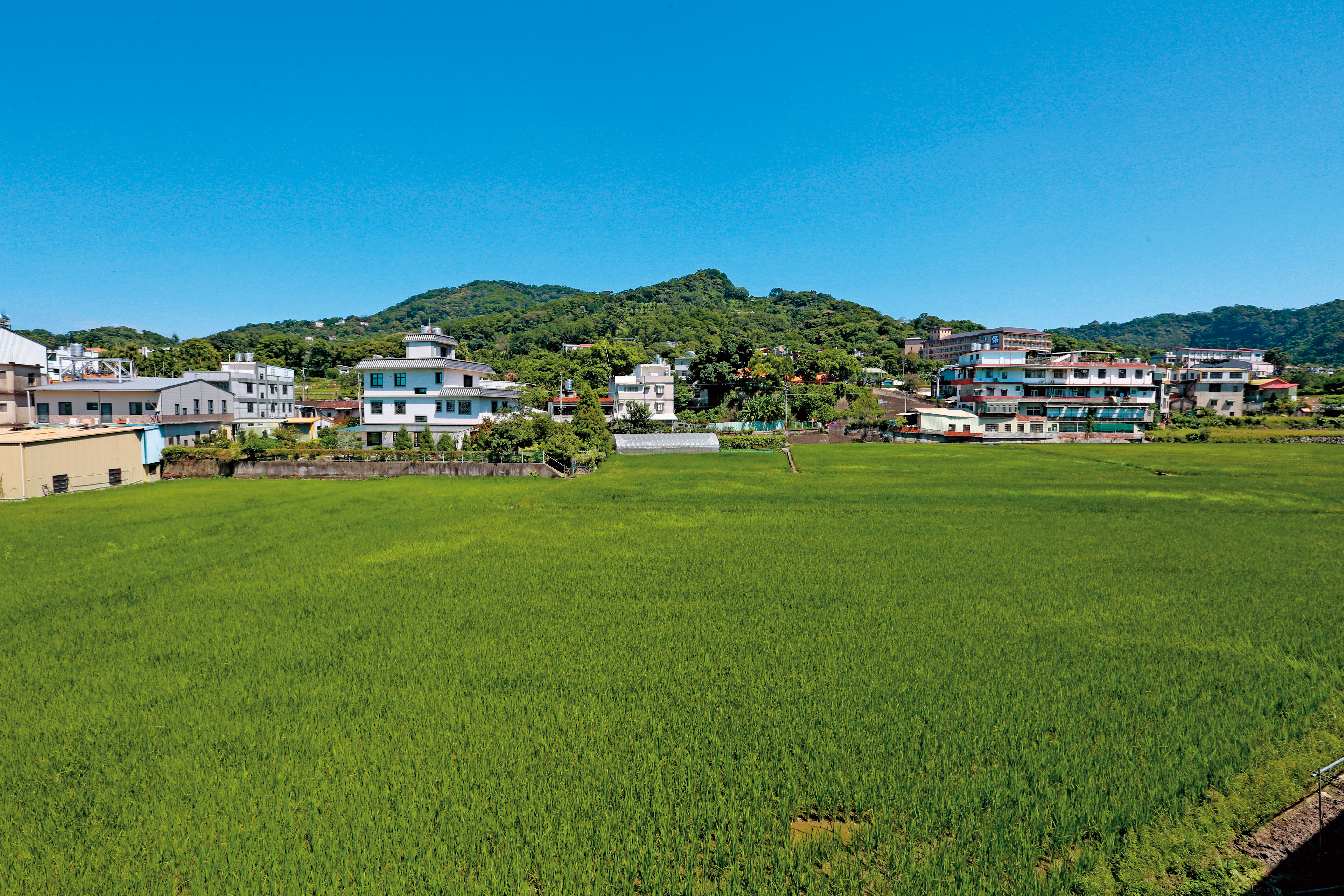 芎林鄉農田灌溉仰賴頭前溪，被檢測出導電度超標，恐重金屬汙染。