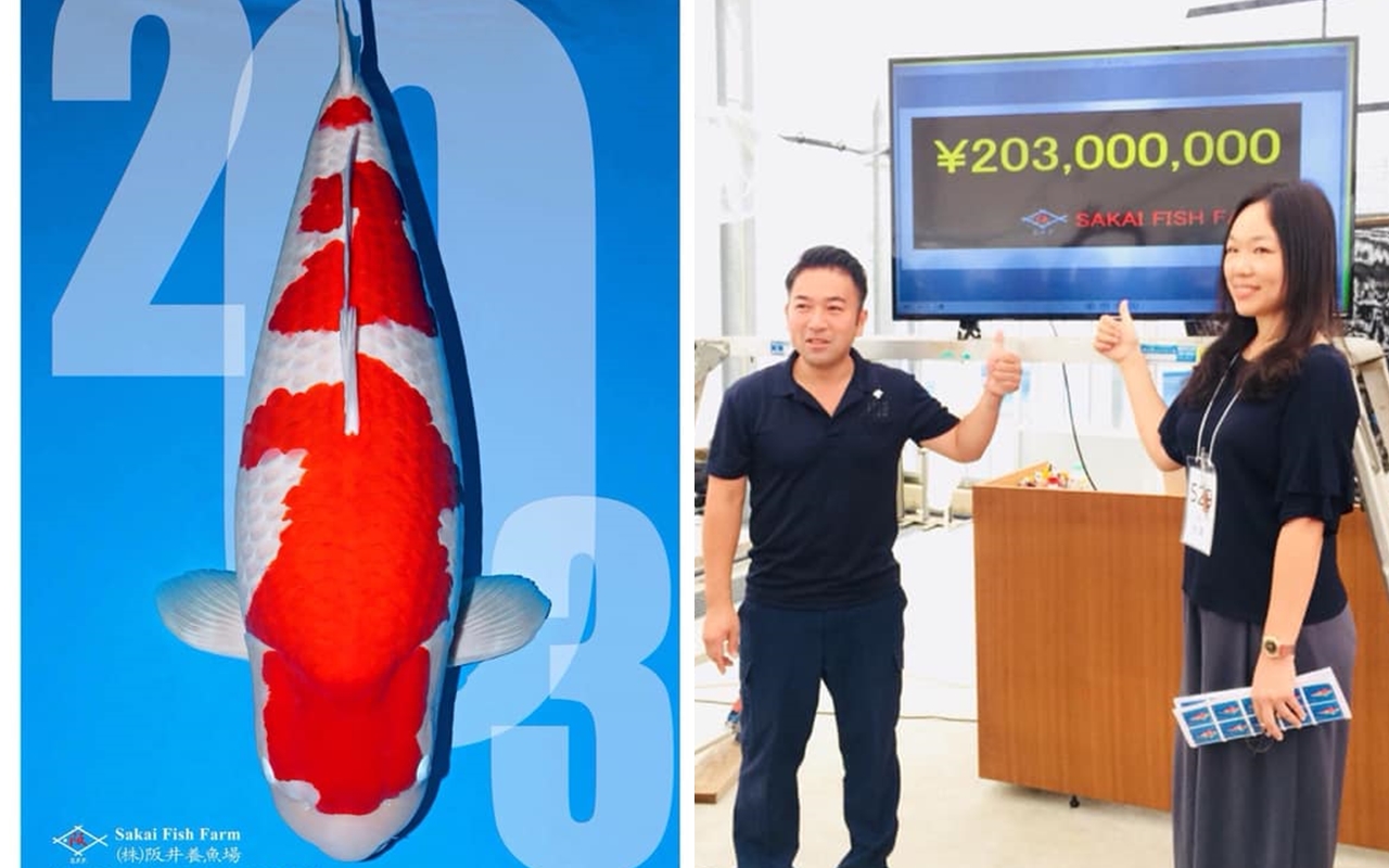 錦鯉女王鍾瑩瑩標下一尾身價5500萬的紅白錦鯉「S傳說」。（翻攝自鍾瑩瑩臉書）