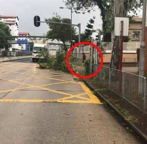 去年香港網友發現周潤發在路上整理路樹。（翻攝自微博）